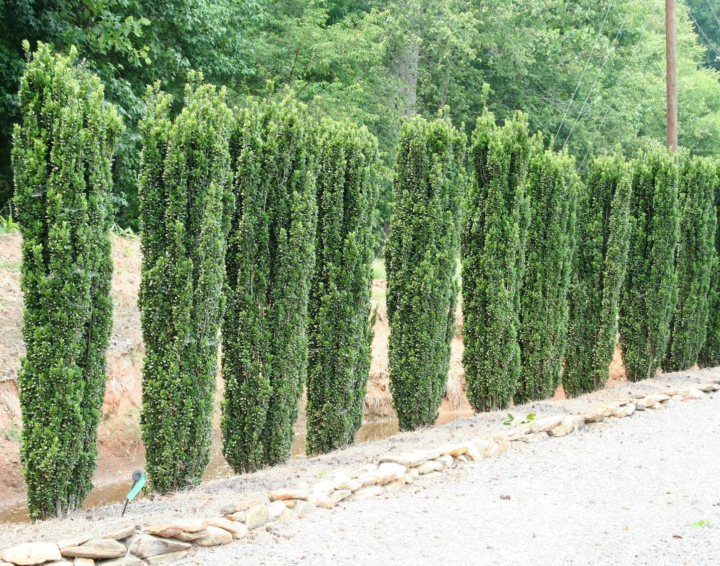 Live Plant - 5 Sky Pencil Holly Shrubs/Trees/Hedges - 3-6" Tall Live Plants - 2.5" Pots