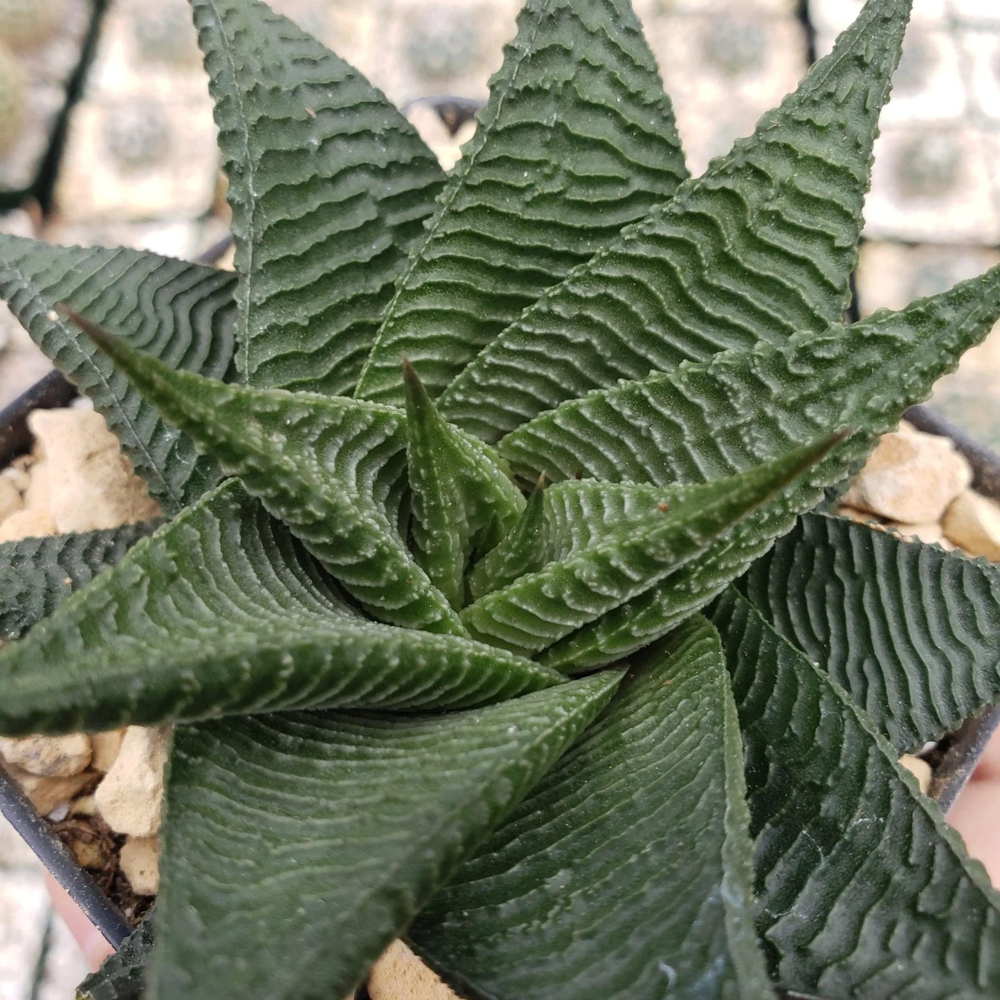 Haworthia limifolia spiralis Cacti Cactus Succulent Real Live Plant