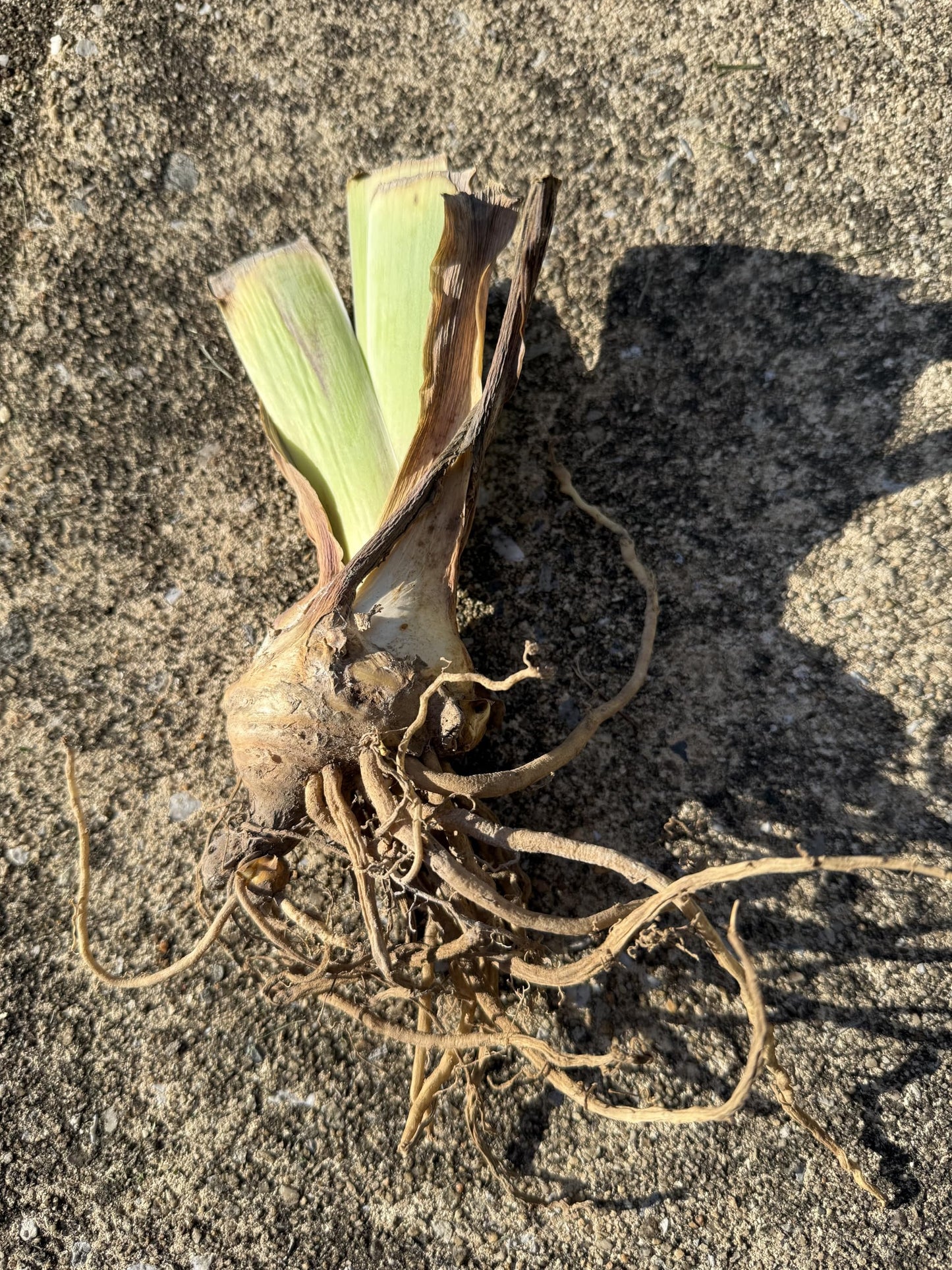 Premium Bearded Iris ‘Pagan Dance’ Rhizome/Root/Bulbs (1 ea) - Amazon 30-Day Returnable Guarantee