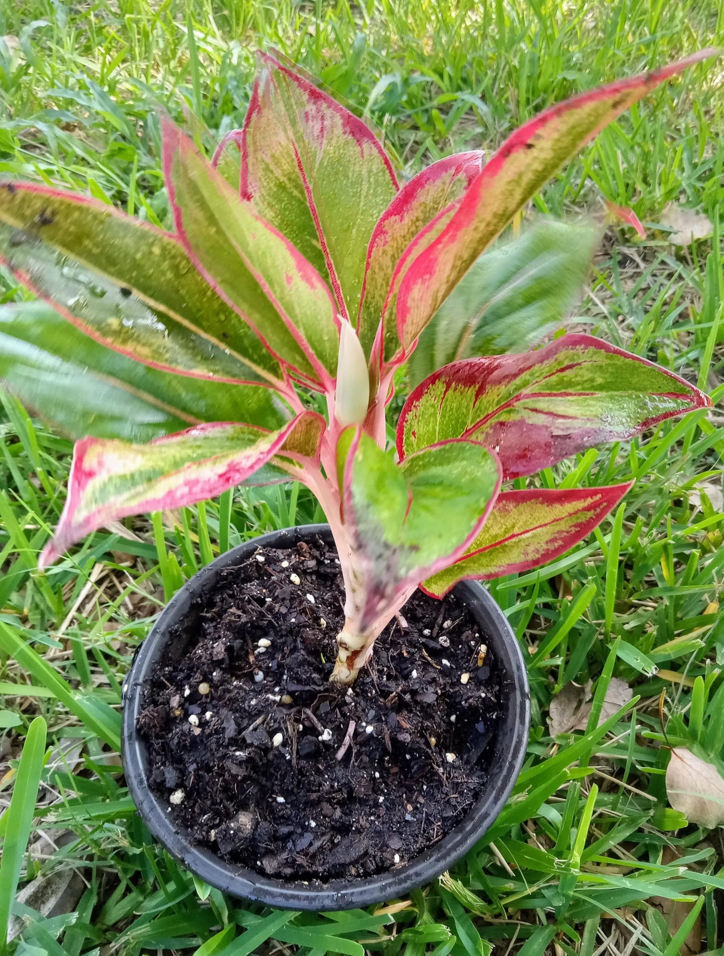 Generic Chinese Evergreen, Red Algaonema, Indoor House Plant, Live Plant in a 4"" Pot, Air Purification, Nice Gift