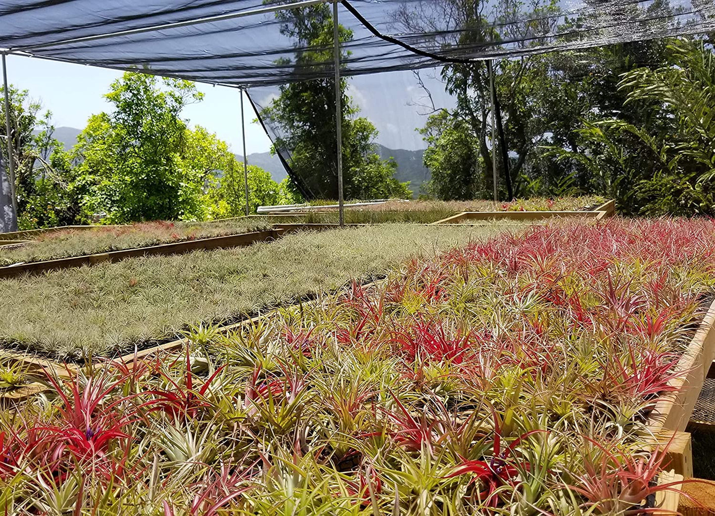 It Blooms Rainforest Grown 12 Pack Assorted Air Plants - Live Tillandsia - Easy Care House Plants -