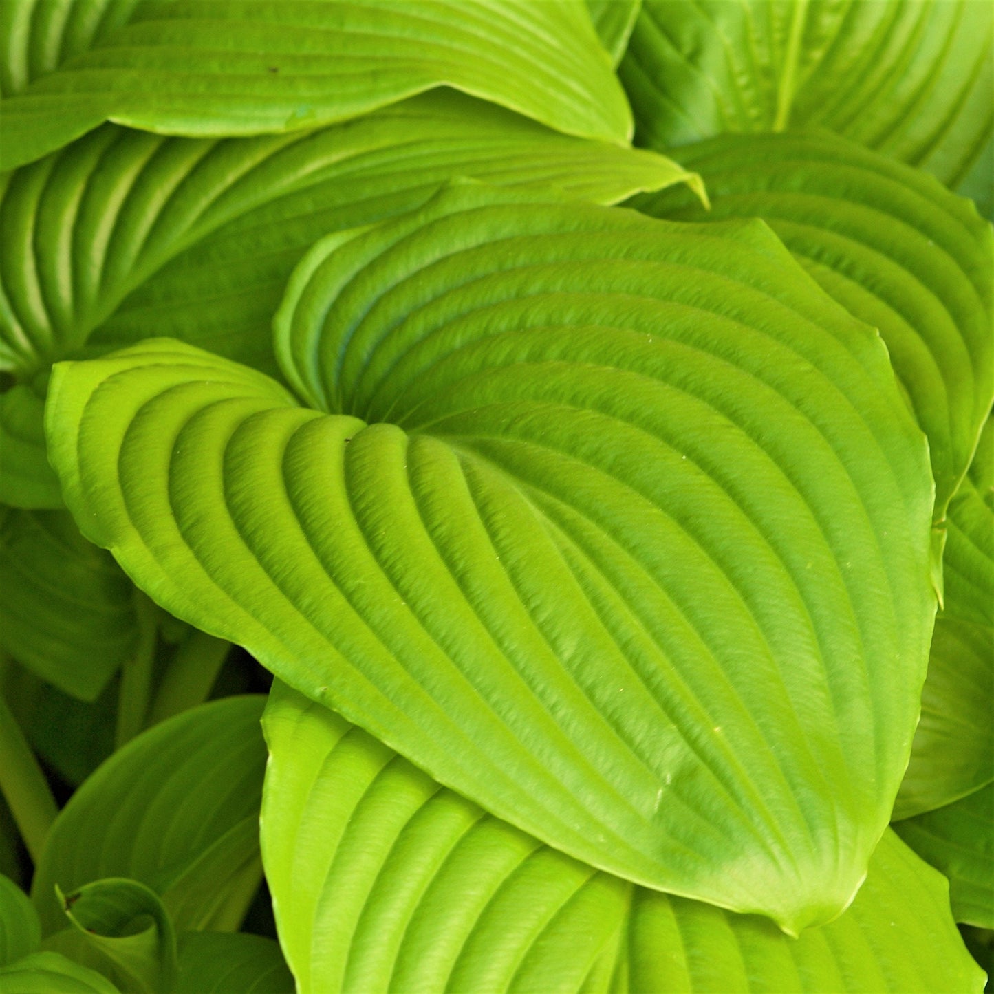Easy to Grow Hosta Sum and Substance 3 Plant Roots - Summer Lavender Blooms on Lime Green Foliage for Shade Garden