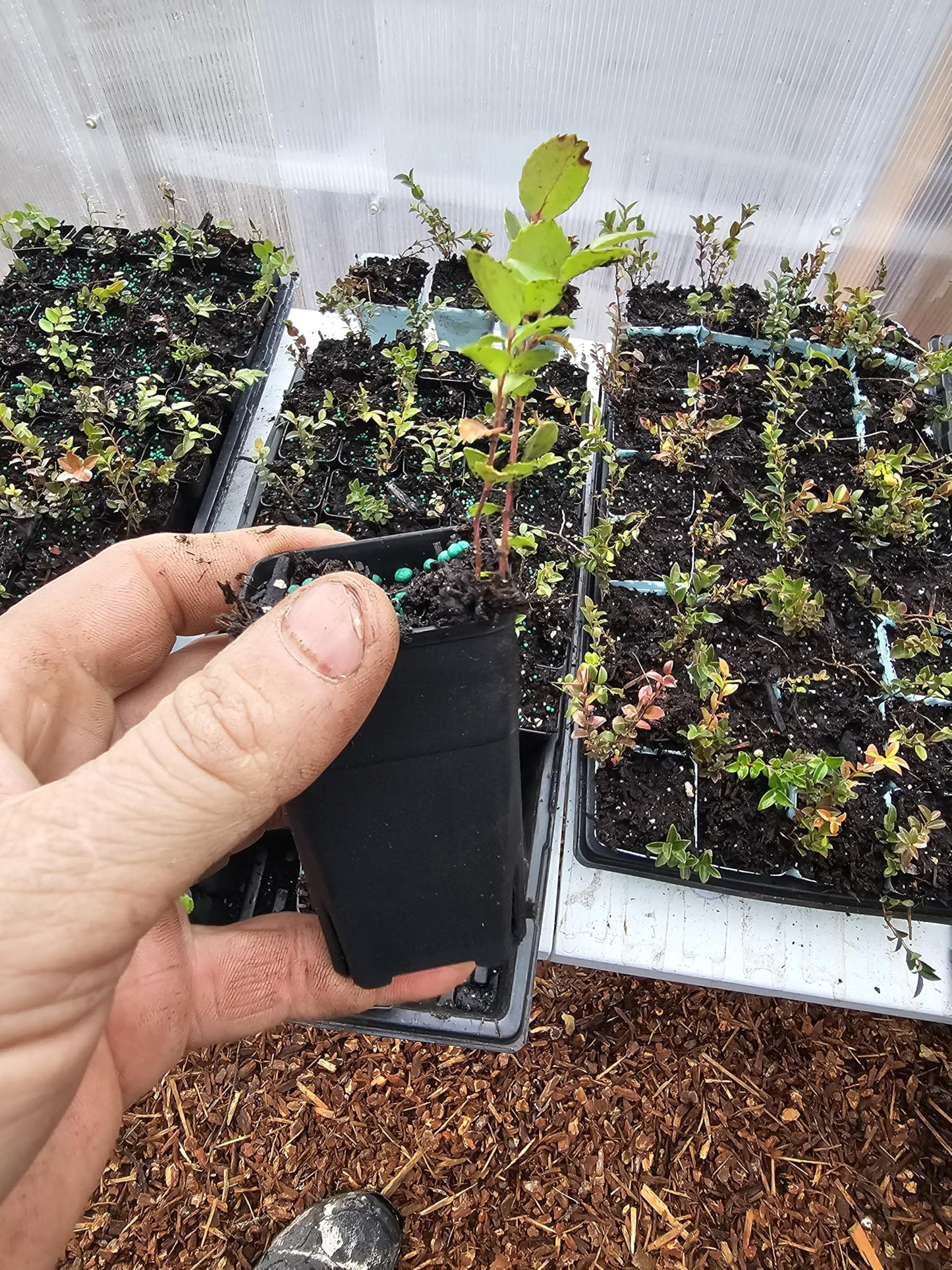 4pack Tiny Live Wild Huckleberry Plants, 1.5" pots