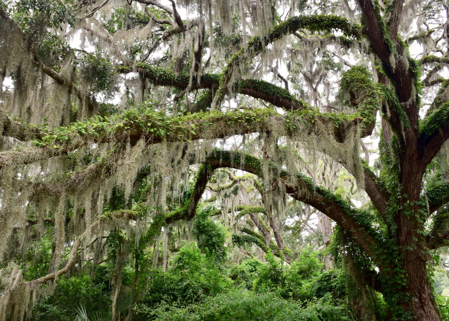 ragnaroc Tillandsia Usneoides ‘Thick-Colombian Spanish Moss’ - ragnaroc Indoor Tropical Plant 16” / 9 oz - Live Arrival Guaranteed - Live Air Plant & House Plants for Home Decor & Gift