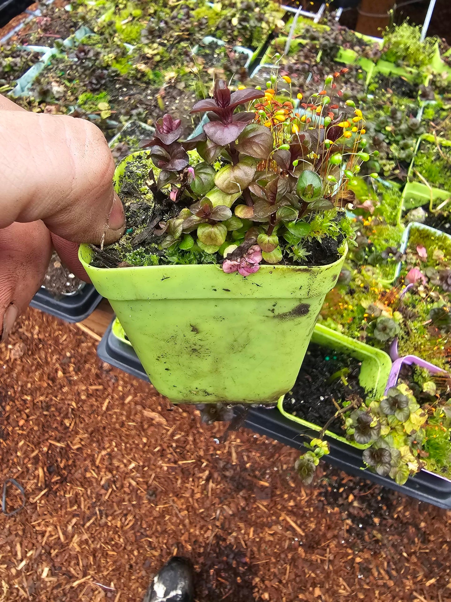 3 Pack Live Mint Plants Strawberry Orange Pineapple