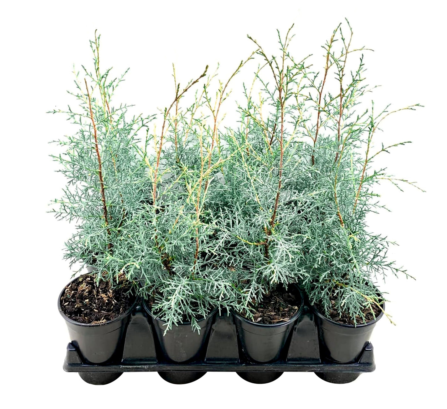 Carolina Sapphire | 10 Live Quart Size Plants | Cupressus arizonica 'Carolina Sapphire' | Fast-Growing Privacy Trees | Evergreen Landscape Screening Plants