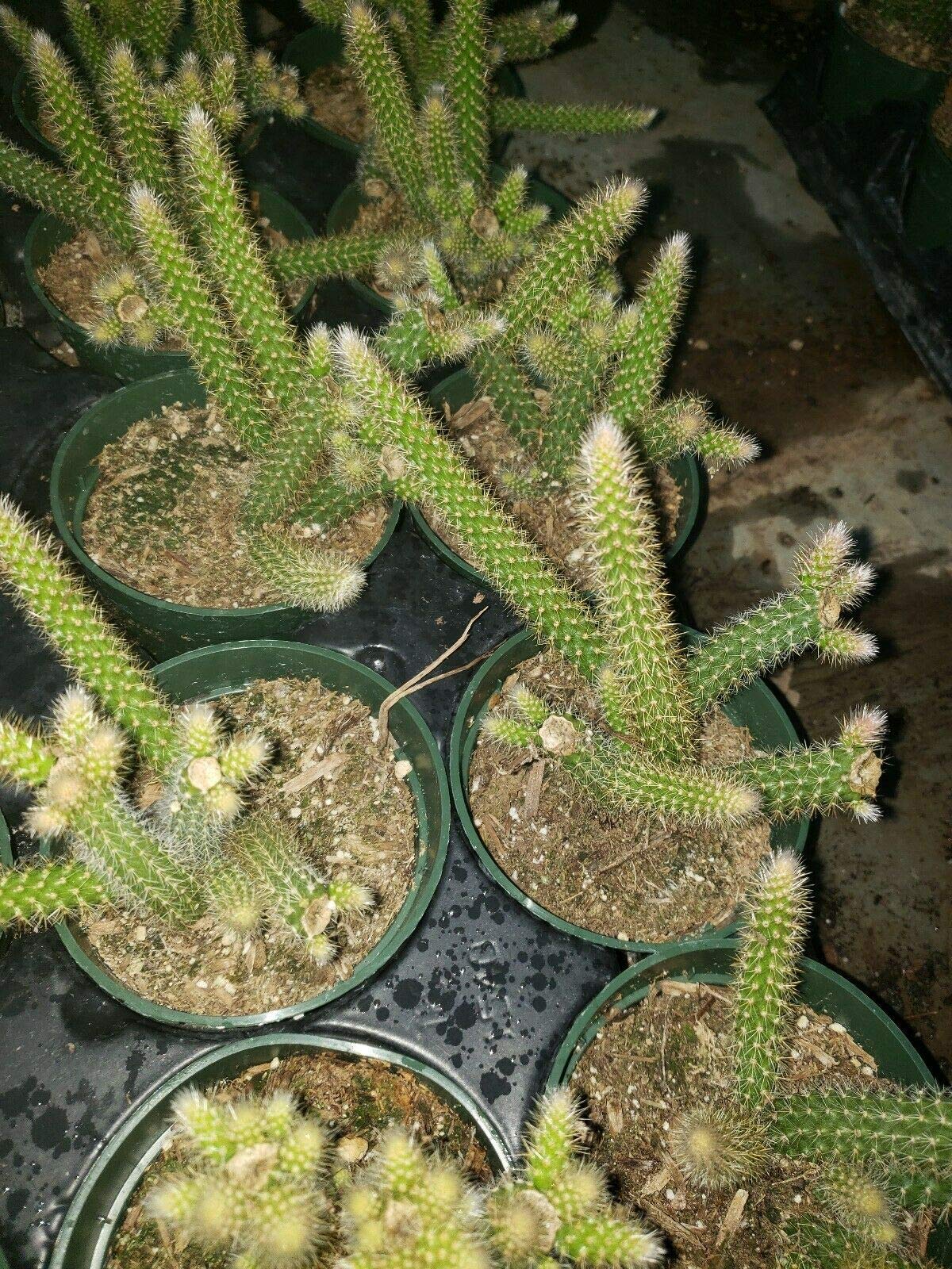 Rat Tail Cactus Plant