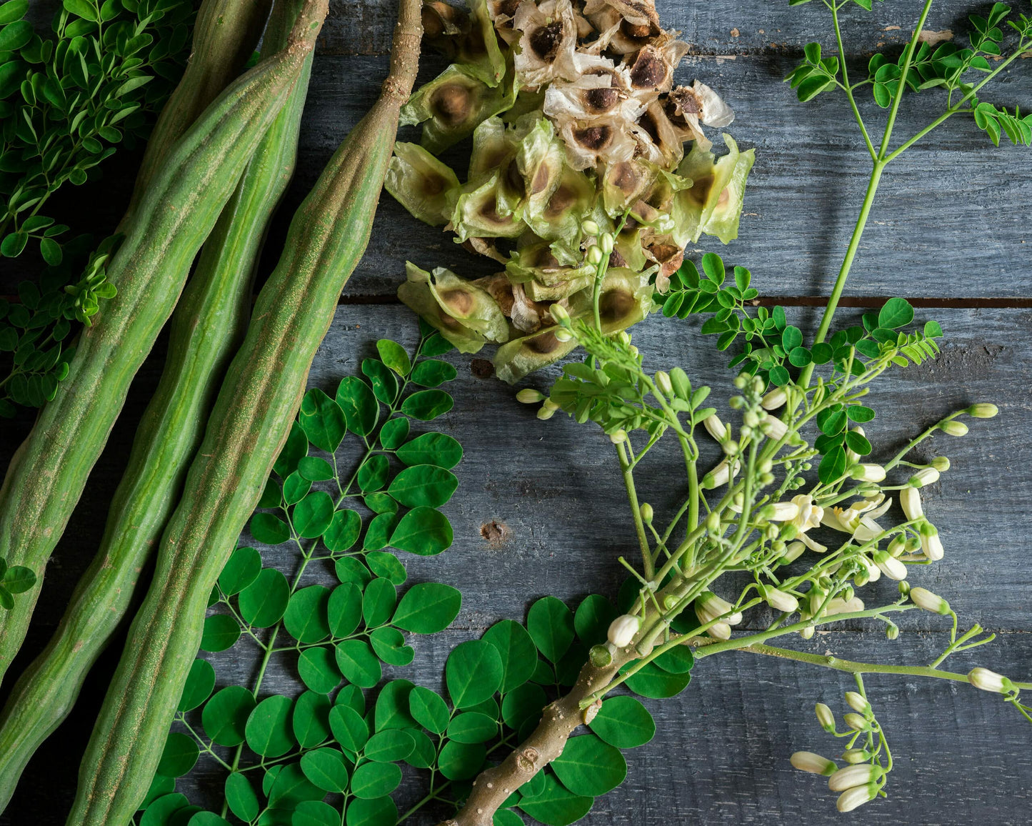 ENDLESS FOREST FARMS 25+ Seeds The Tree of Life - The Moringa Tree Easy to Grow, Fast Growing Tree