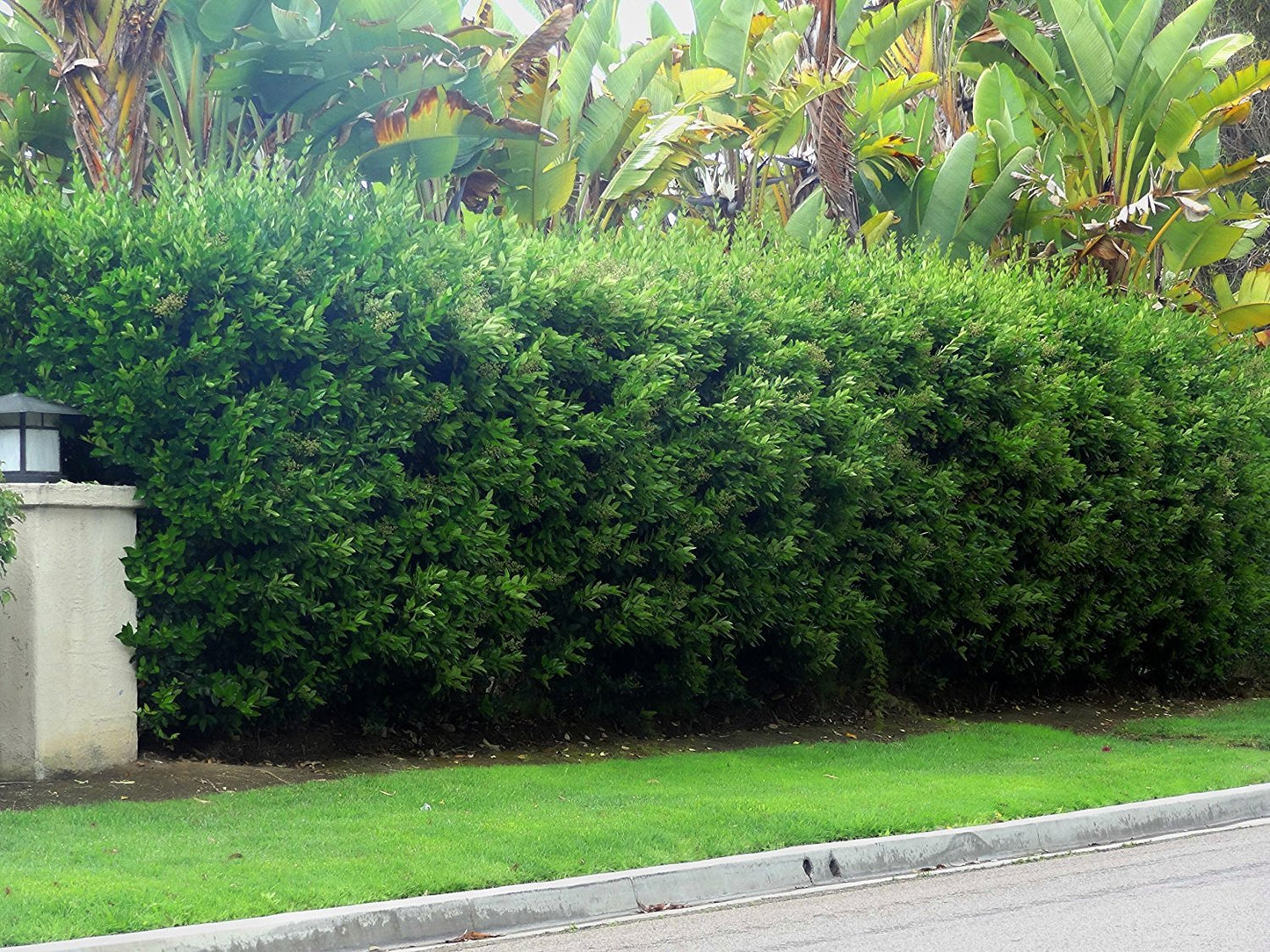 Ligustrum Waxleaf Privet - 20 Live Plants - Evergreen Privacy Hedge