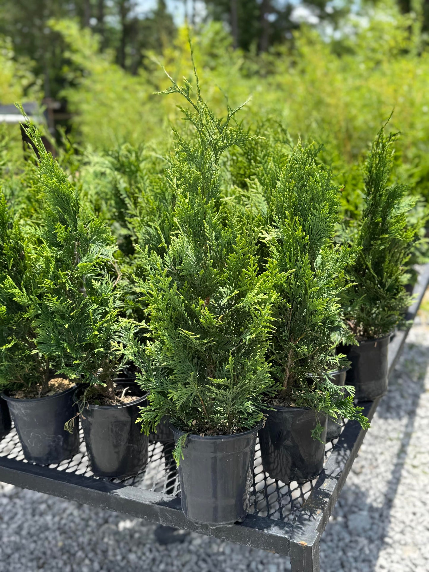 Green Giant (Thuja Tree) (3)