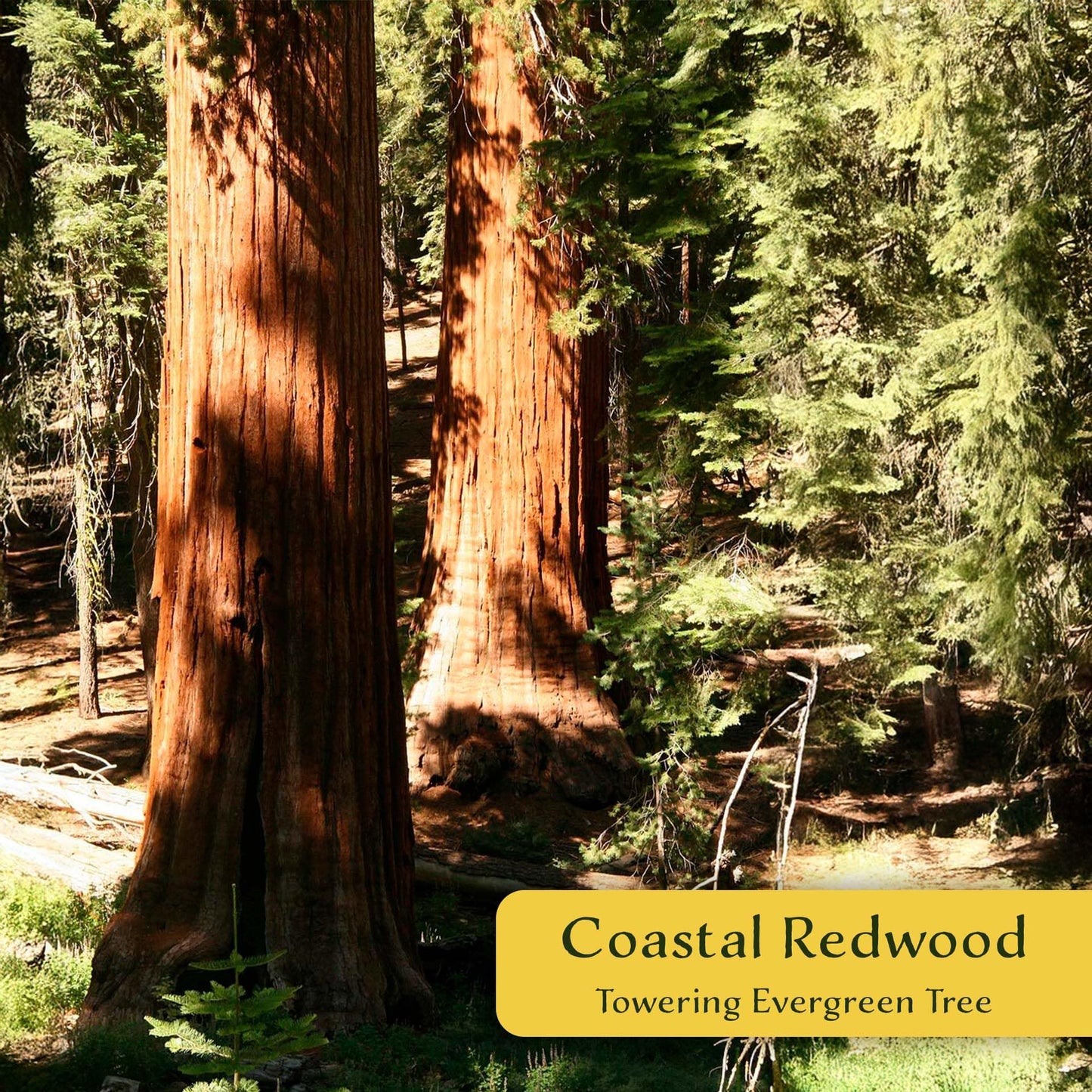 2 Coastal Redwoods (Sequoia sempervirens) – Tall Evergreen Conifer with Soft, Dense Needled Foliage | 2.5” Nursery Cubes, Ready-to-Plant Live Starter Plants