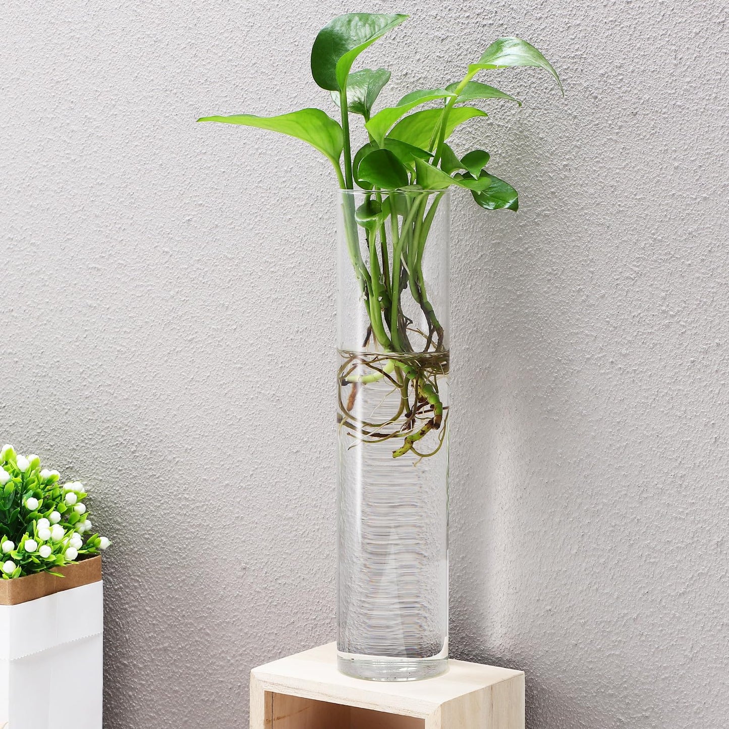 MAGICLULU Wall Mounted Glass Propagation Station Vase for Indoor Plants, Large Cylinder Hanging Planter, Hydroponic Plant Holder, 2pcs for Home Décor and Terrarium Display