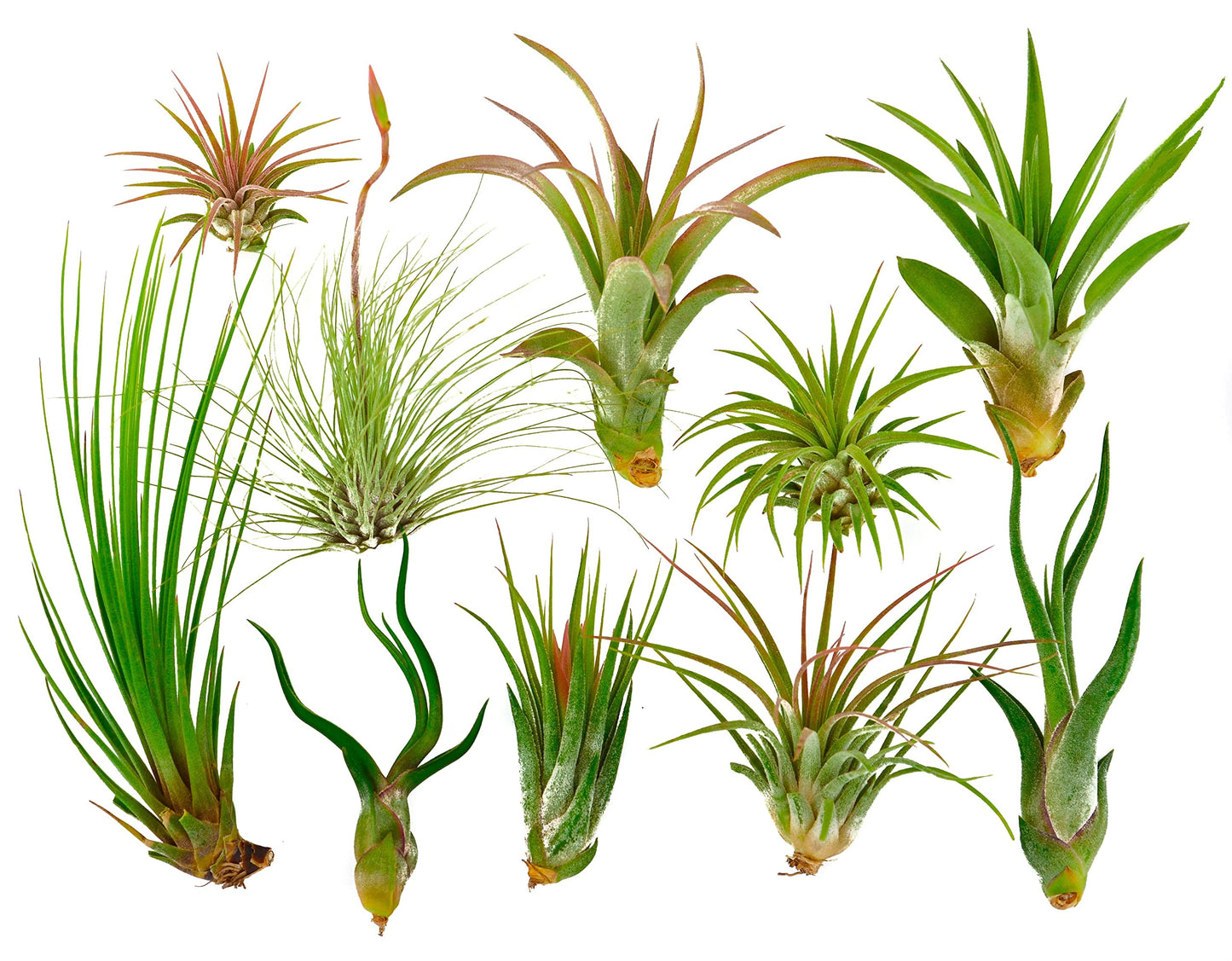 It Blooms Rainforest Grown 10 Pack Assorted Air Plants - Live Tillandsia - Easy Care House Plants -