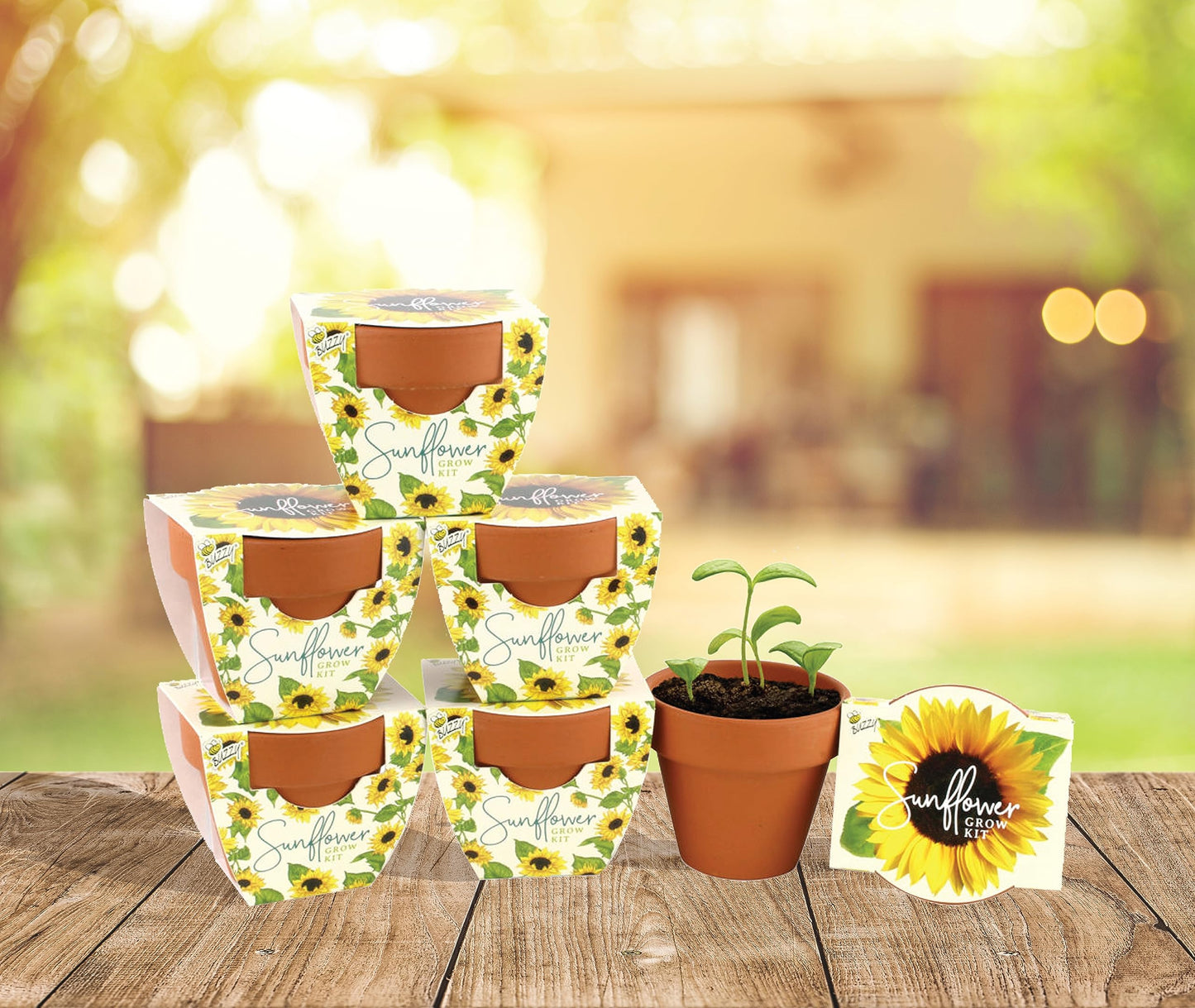 BUZZY Seeds Sunflower Daydream Collection 6-Pack Mini Terracotta Grow Pots, Includes Seed Packets and Growing Medium, Flower Starter Kit, Indoor Gardening Gift, Wedding Favors