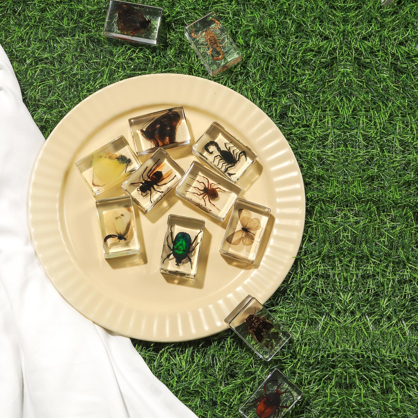12 Pcs Insect in Resin Collection - Educational Bugs Specimen Set for Kids, Perfect for Preschool, Classroom Science, and Home Displays