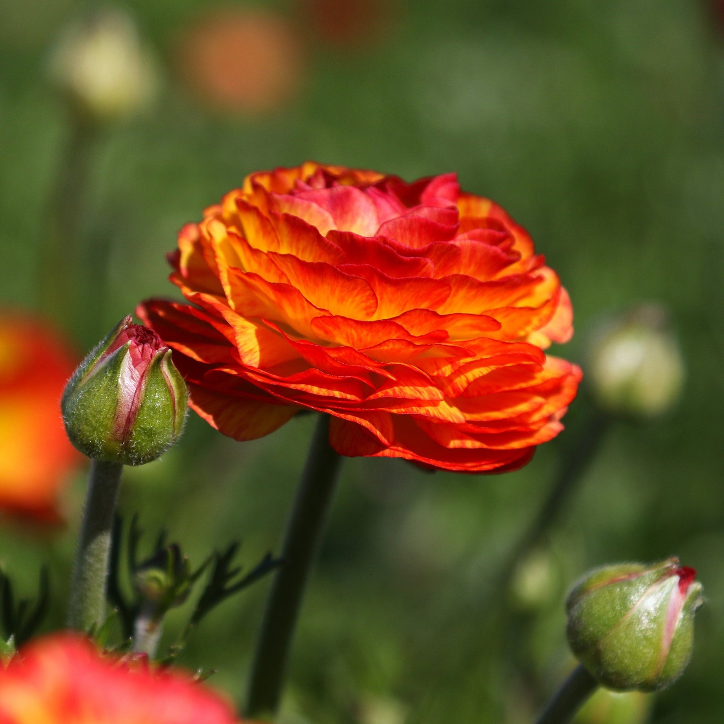 Easy to Grow Ranunculus Tecolote Flamenco 10 Flower Bulbs - Spring Red Orange & Yellow Blooms in Sun, Carlsbad Flower Fields, Great for Cutting