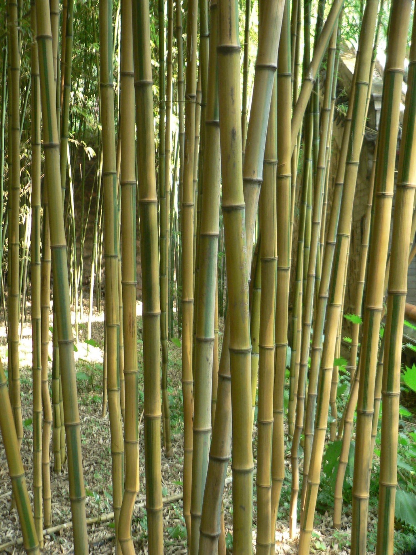 Golden Bamboo (Phyllostachys aureosulcata) Live Plant Cutting 12" - 24"