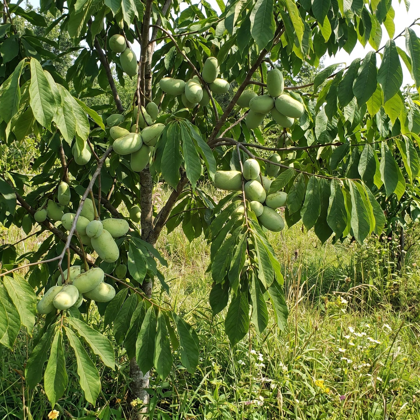Paw Paw Tree Live Plant 6–12″ Tall, Hardy Paw Paw Plant, Sweet Pawpaw Tree for Outdoor or Container Growing