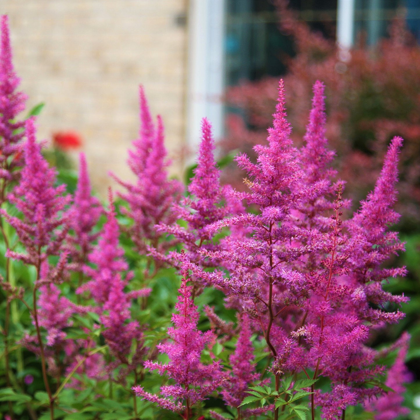 Easy to Grow Astilbe Maggie Daley 1 Plant Bareroot - Summer Rose-Pink Blooms in Shade, Pollinator Friendly Flowers (False Spirea, Goat's Beard)