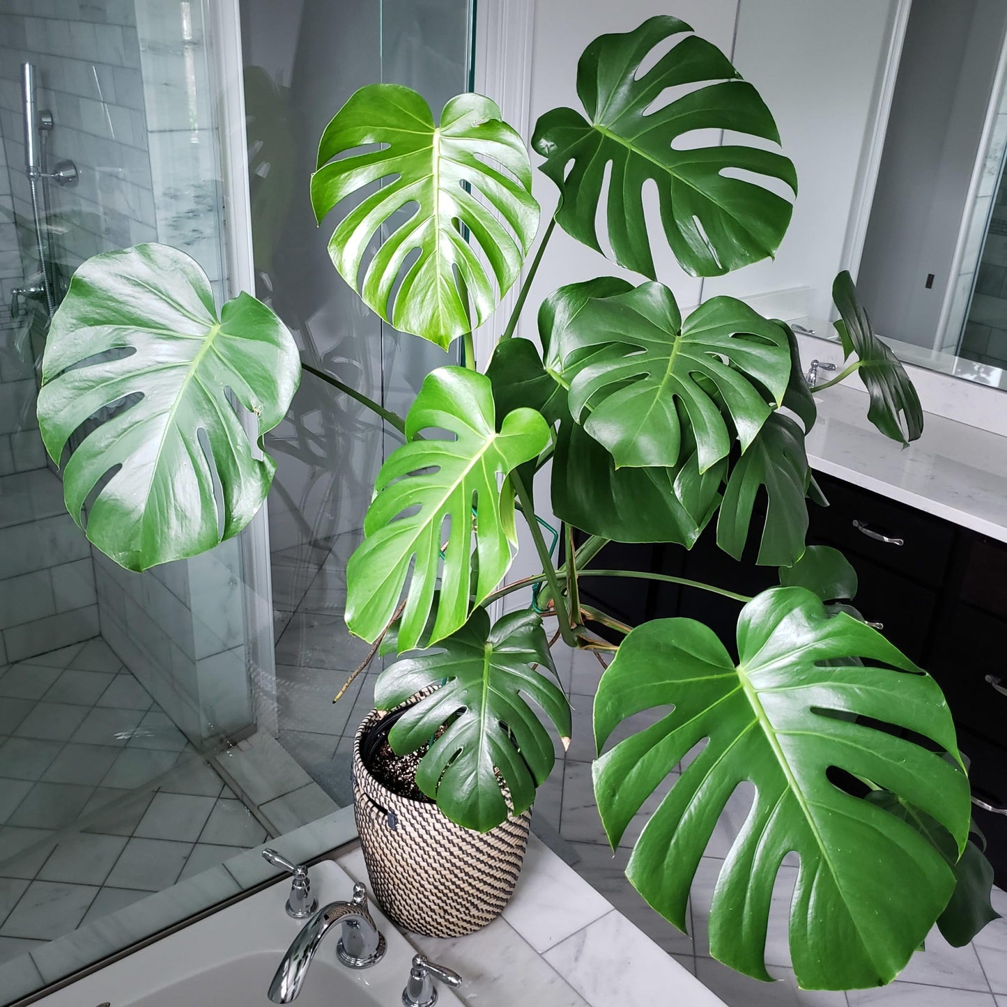 100 Pcs Fresh Monstera Plant Seeds,Exotic Tropical Foliage for Indoor and Outdoor Planting