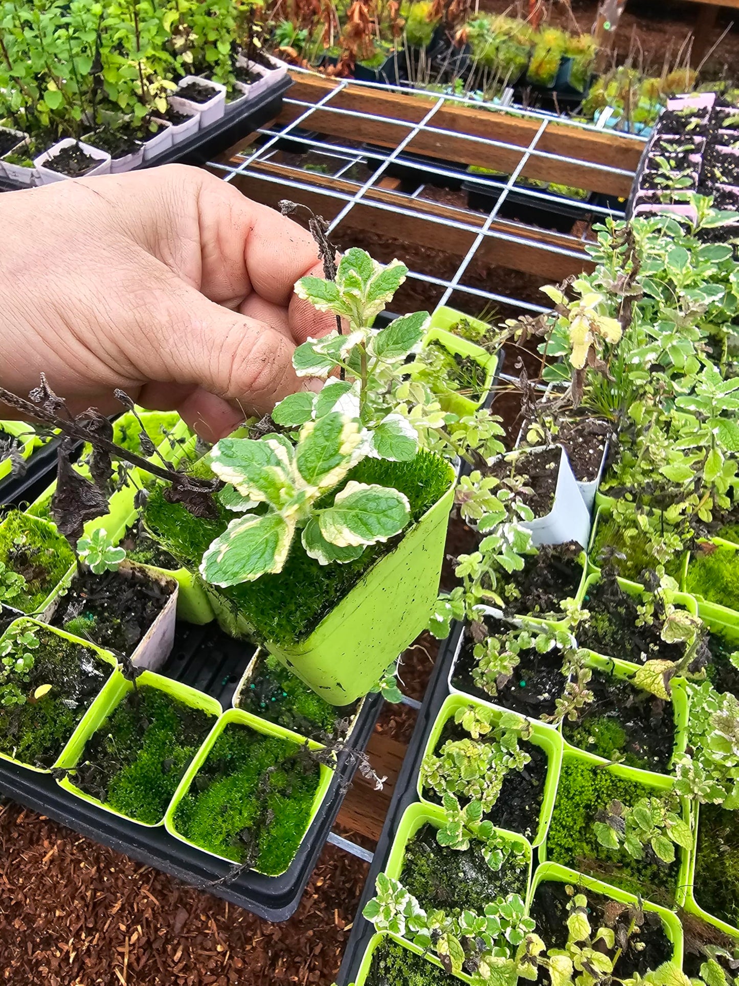 2pack Live Mint Plants, Pineapple and Spearmint