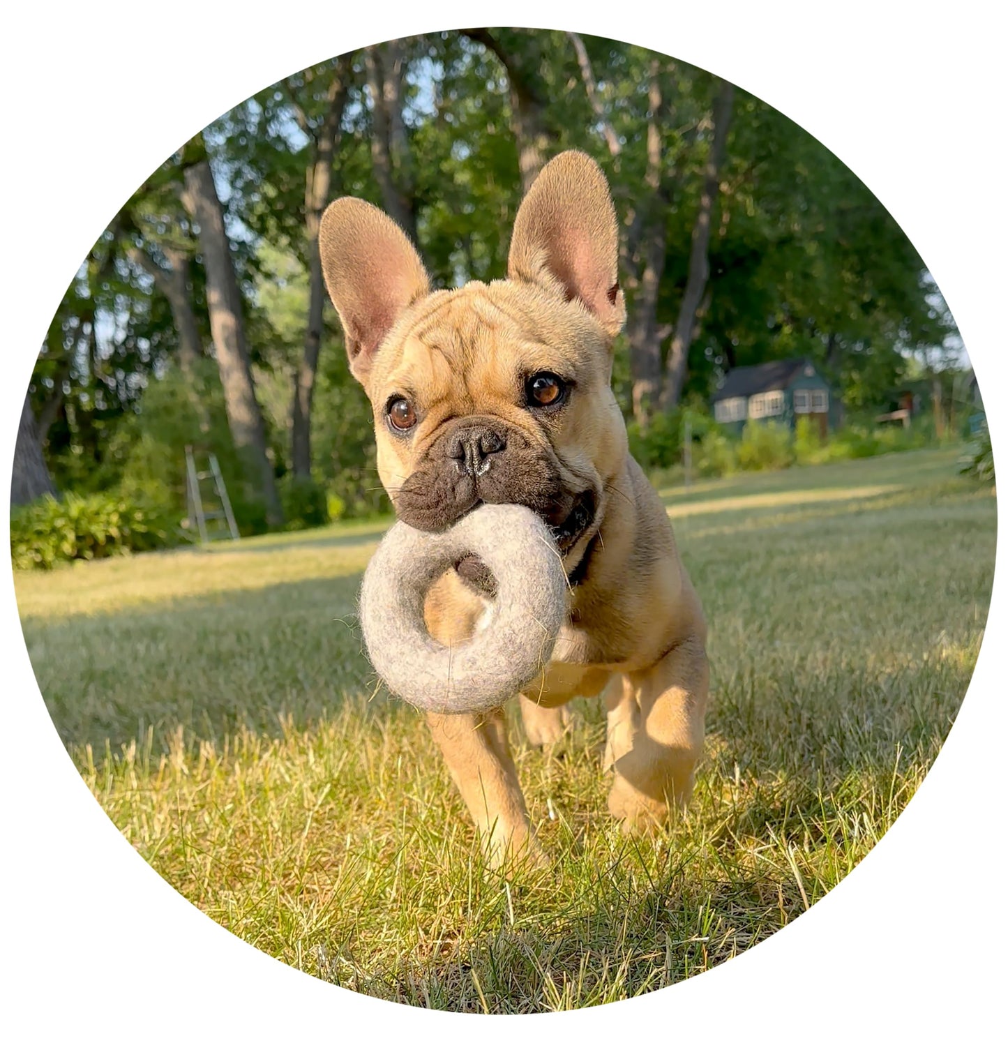 Wool Dog Ring Toy 2-Pack – Organic Eco Friendly Dog Rings for Small & Medium Dogs – Natural Non Toxic Dog Toys – Creature ECO