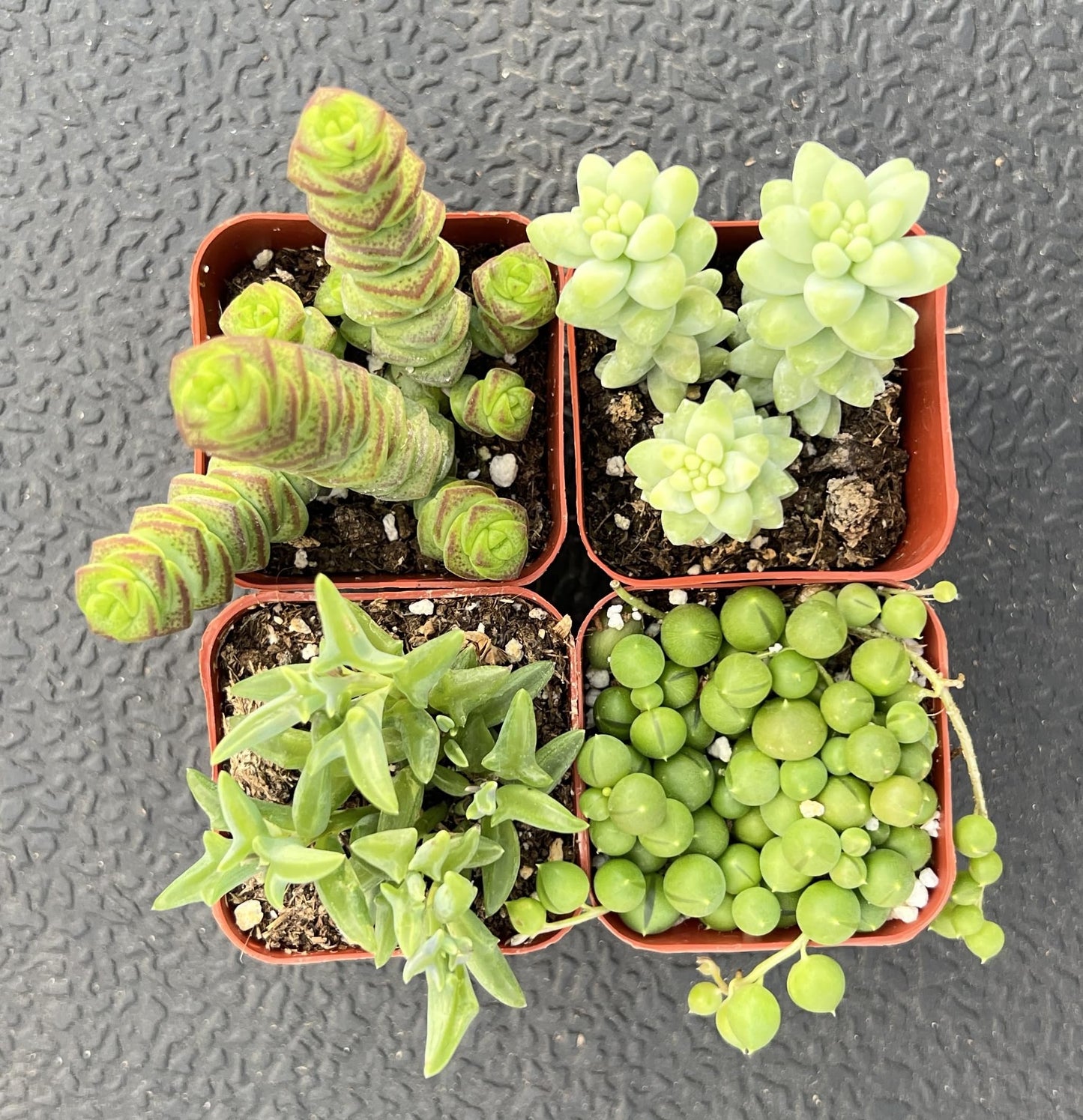 Sprout N Green Trailing Succulent Collection, 4 String Succulent Plant Fully Rooted in 2inch Starter Pot, Home Office Indoor Outdoor Wedding Decoration DIY Projects Party Favor