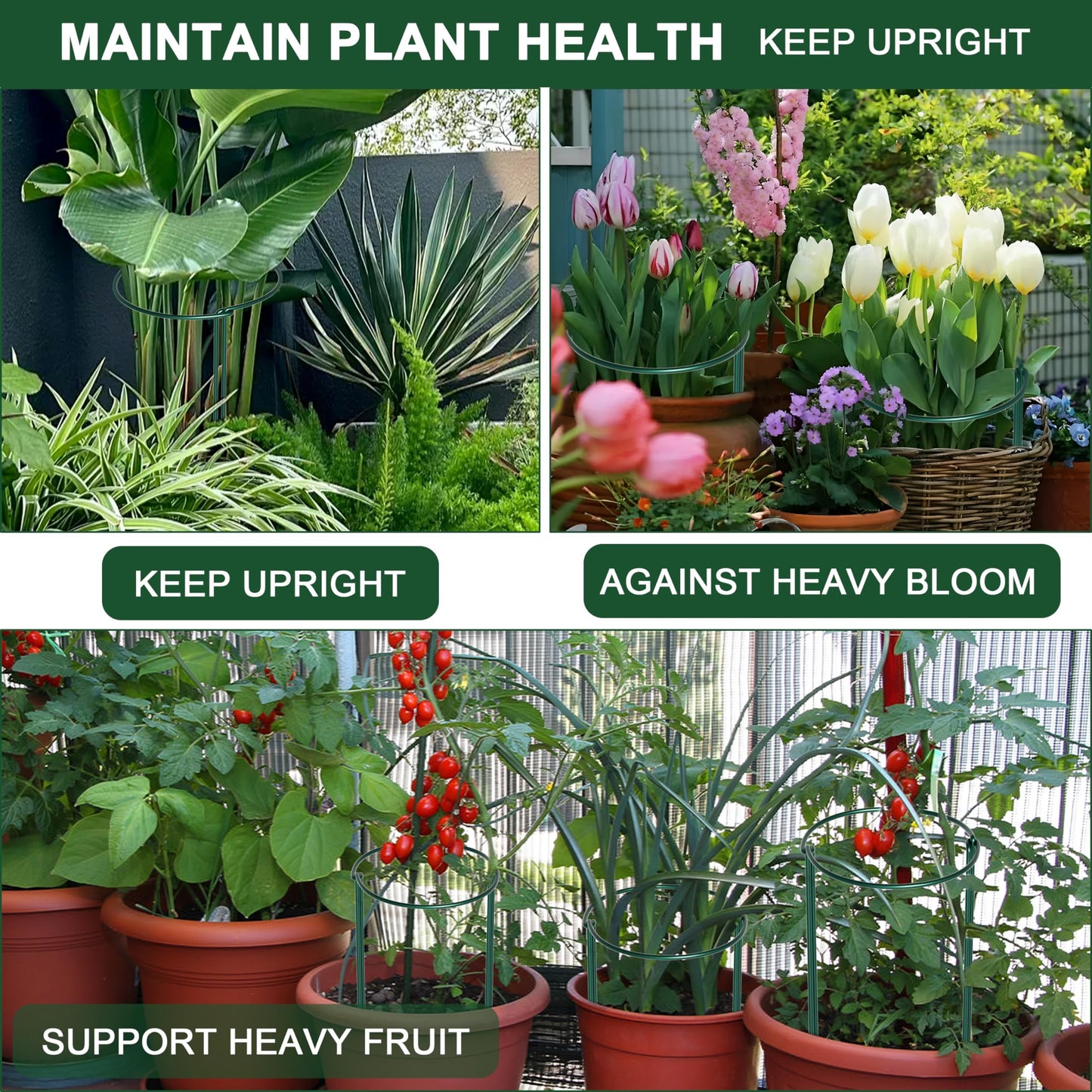 SYITCUN 6 Pack Peony Cages and Supports, 10" (W) x 24"(H) Plant Support, Rust-Proof Metal Plant Support Stakes for Outdoor&Indoor Plants