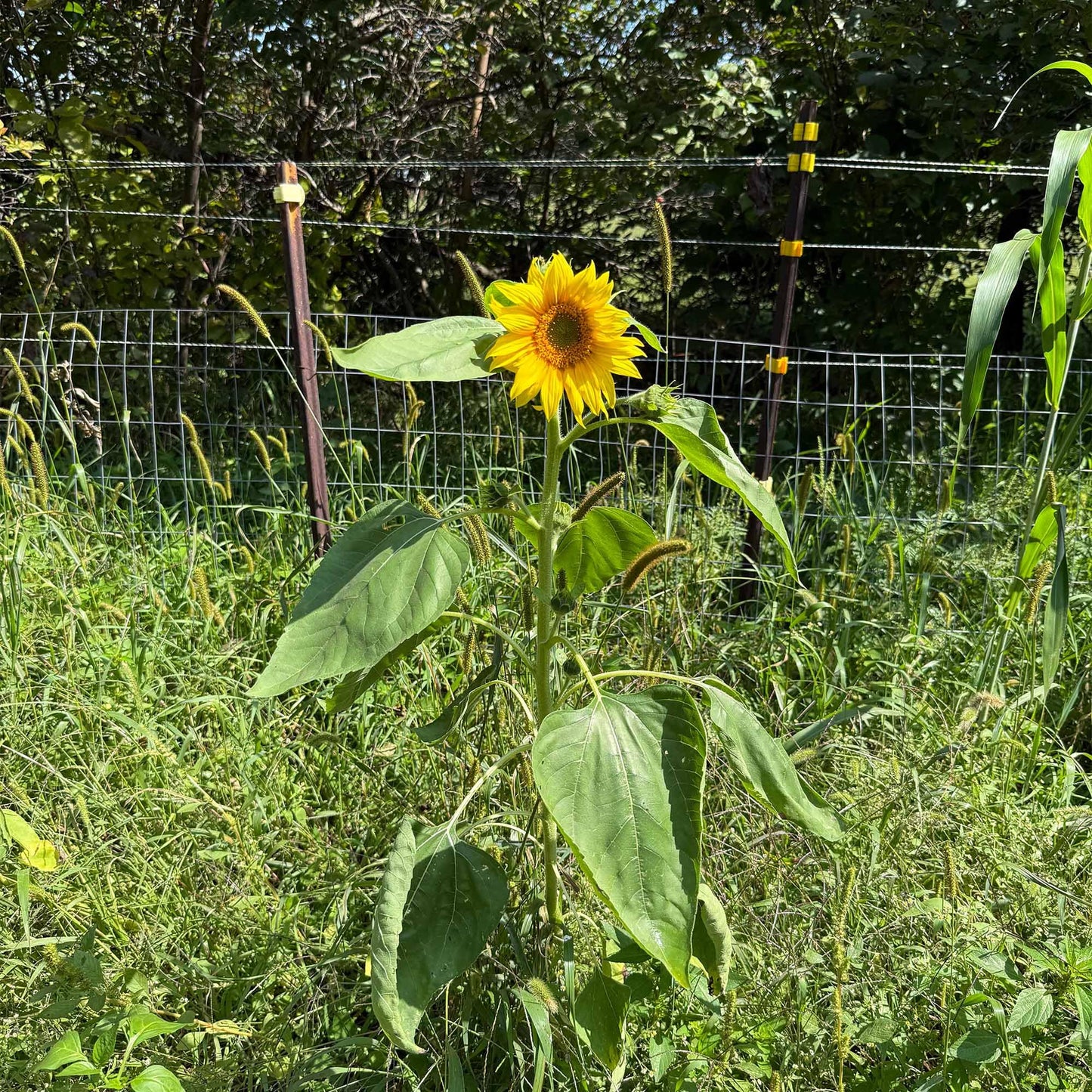 TnT Seed Company Sunflower Seeds for Planting, 5 lb Bag (1/4 Acre), Food Plot Seed for Deer, Birds, Pheasants & Doves, Bulk Sunflower Seeds for Gardens, Pollinators & Cover Crop