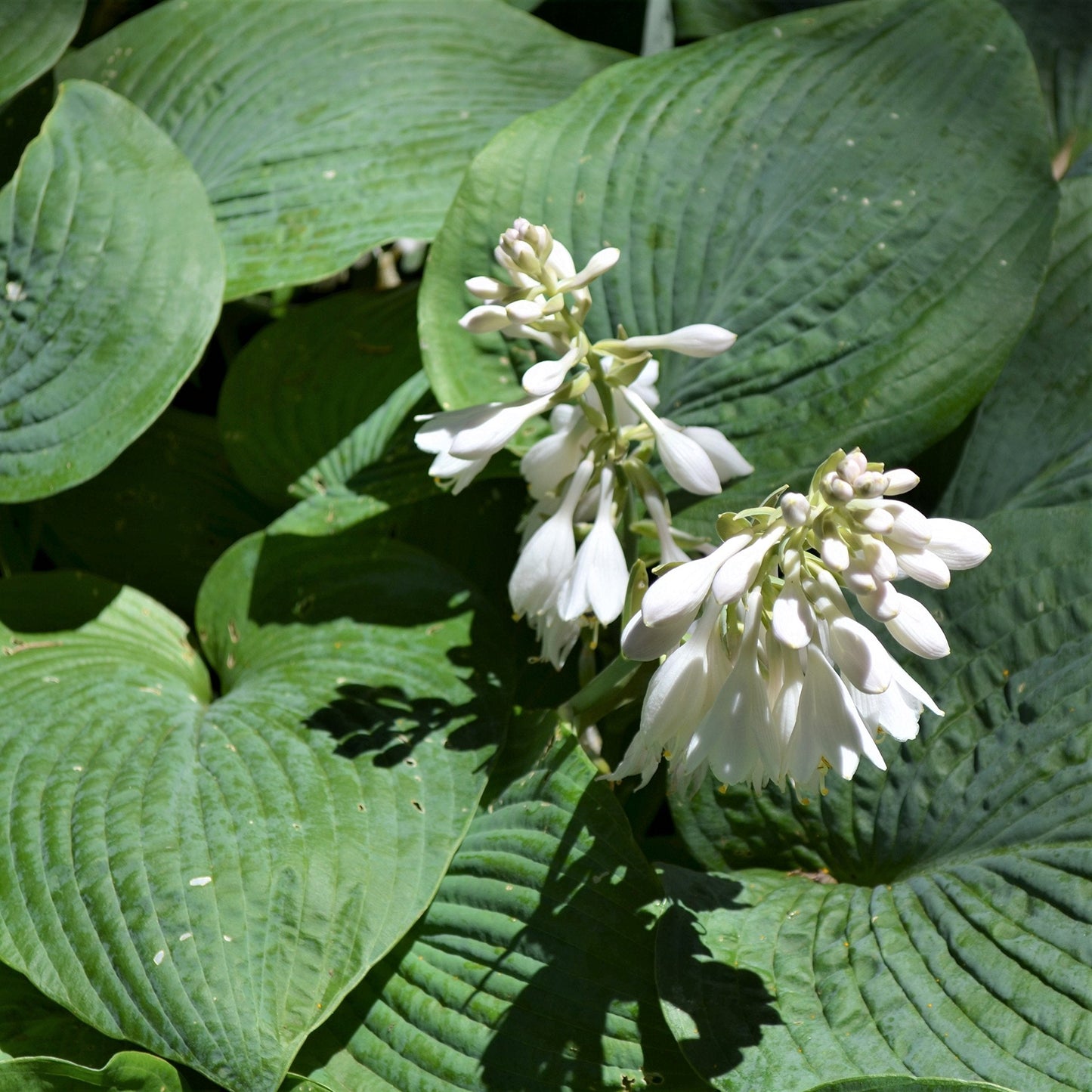 Easy to Grow Hosta 'Giants Collection' (9 Pack) Plant Roots for Gardening - Plantain Lily Mix of Colors and Textures for Shade Gardens