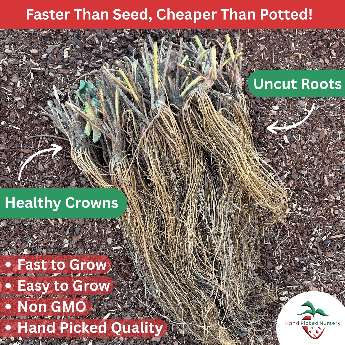Hand Picked Nursery 10 Seascape Everbearing Bare Root Strawberry Plants Live for Planting, Non-GMO Live Outdoor Plants