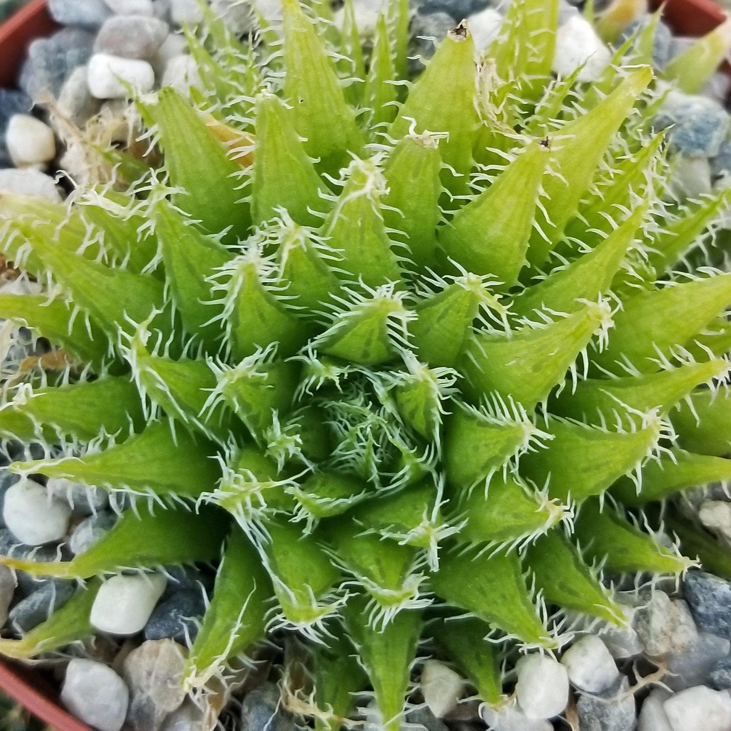 Haworthia aracnoidea xiphiophylla Cacti Cactus Succulent Real Live Plant