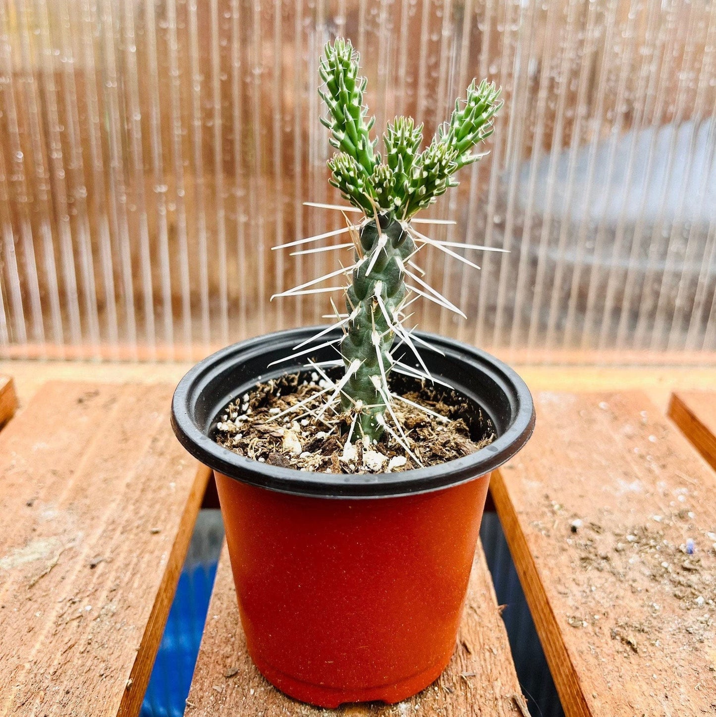 Candle Cholla Cactus (Cylindropuntia kleiniae) - Cold Hardy Live Cutting (stem)