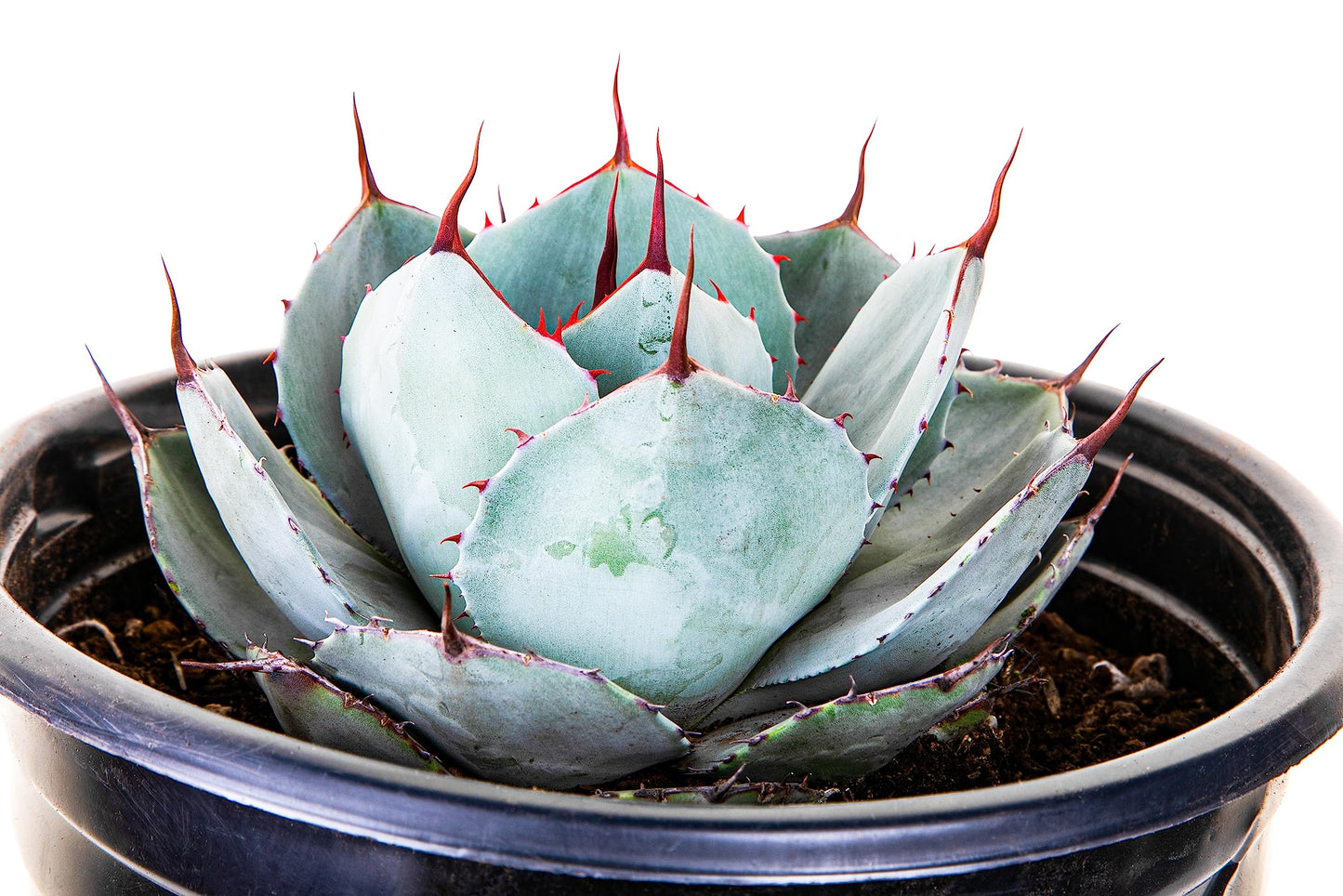 The Cactus Outlet Agave Parryi Truncata