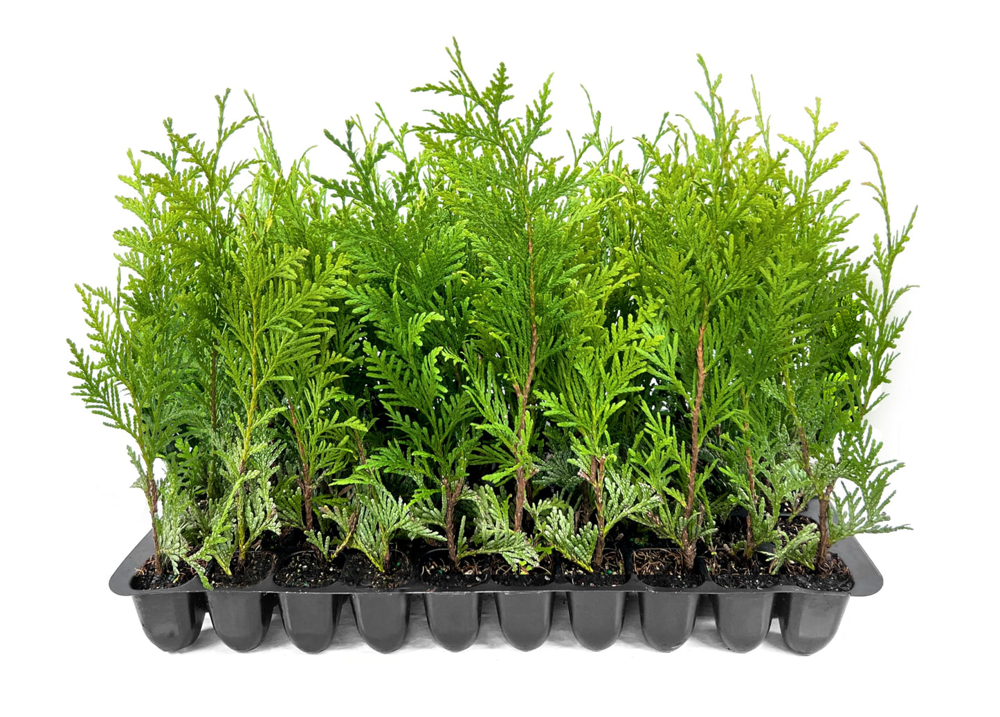 Thuja Green Giant Arborvitae - 3 Live Trees 2" Pot Size - Evergreen Privacy Plants