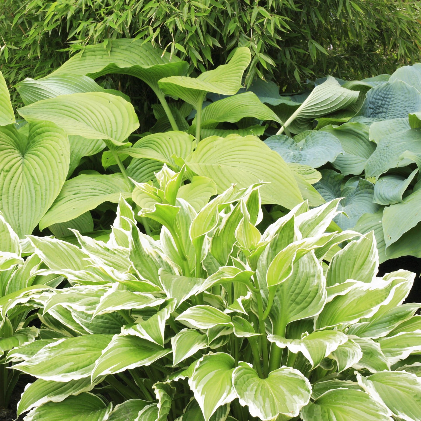 5 Pack Hosta by the Handful Variety Pack, Bareroot, Dormant, Shade Perennial (5 Bareroots)