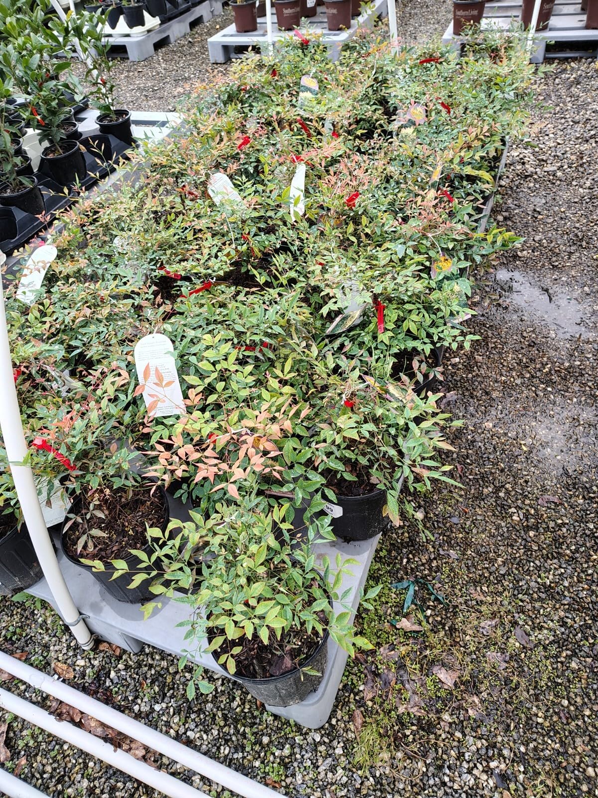 Live Plant - Gulf Stream Nandina Heavenly Bamboo - Live Plant - Full Gallon Pot