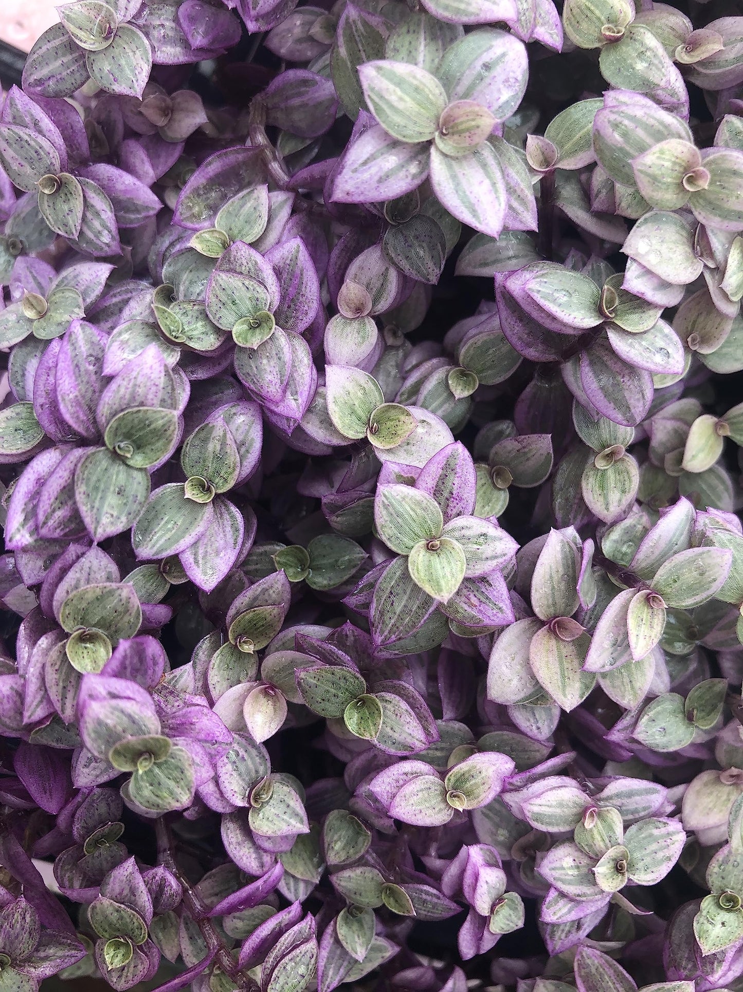 Tradescantia Pink Lady ~ Rooted cuttings (5 Pieces)