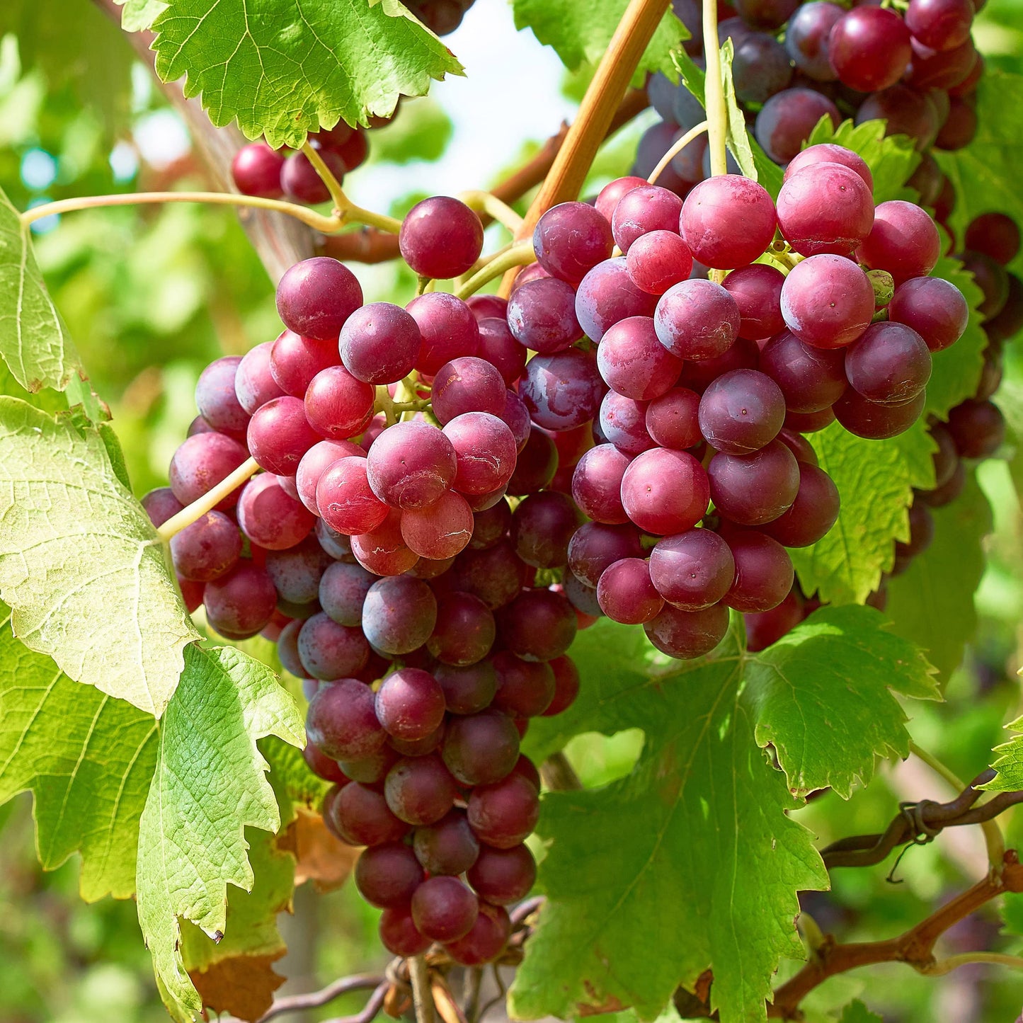 Garden State Bulb Red Suffolk Seedless Grape, Bare Root, Non-GMO, Spring Planting (Bag of 2)