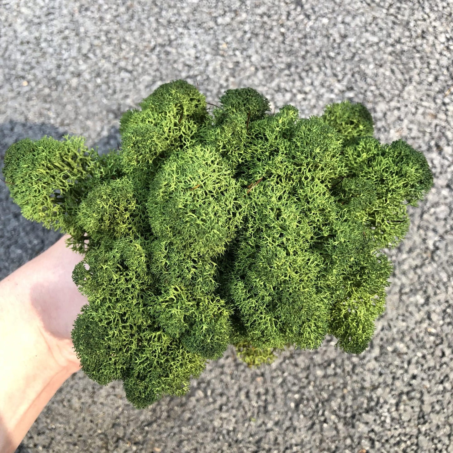 prefleur Preserved Reindeer Moss Natural Green DIY Kit Gardenning Art Wall Decor Florist Decor Easter Table Decor Wedding (0.85lb)(Green-06)