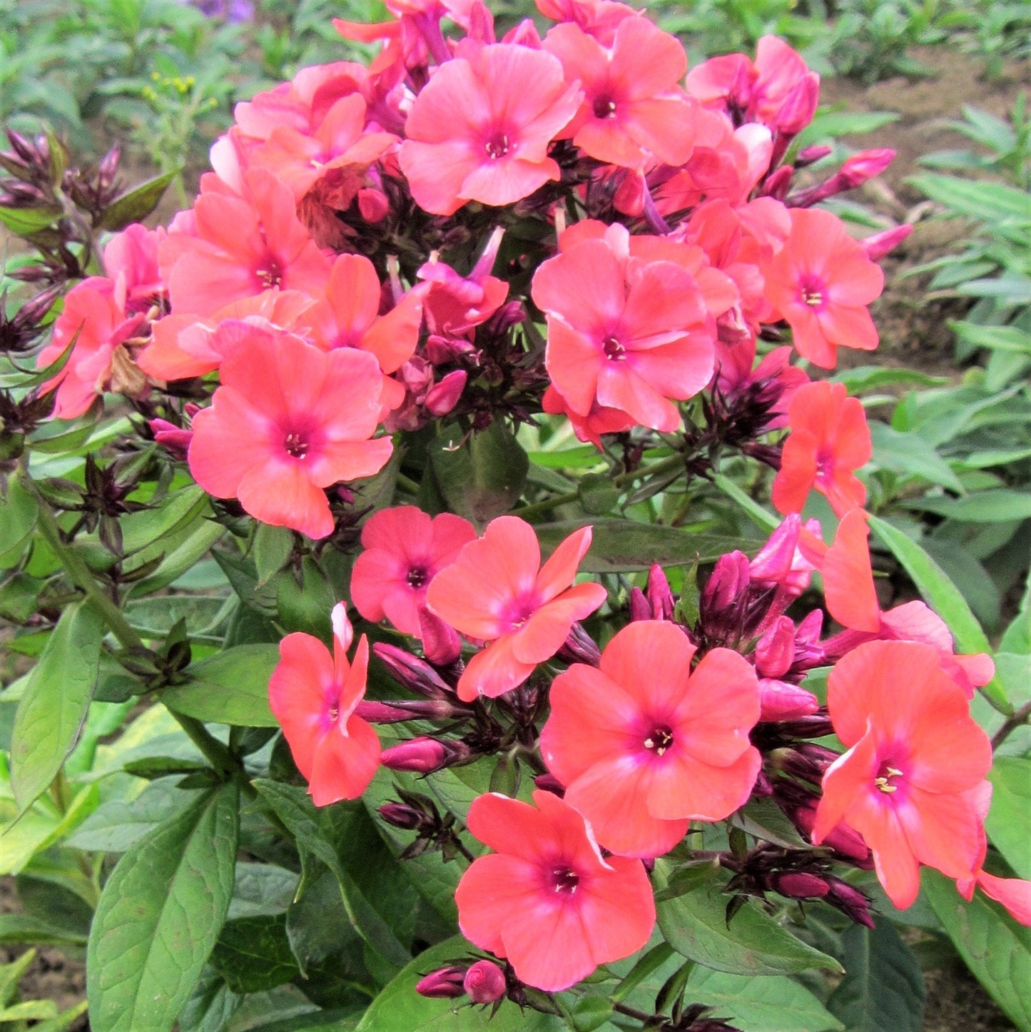 Easy to Grow Phlox Pack of 1 Orange Perfection Bareroot - Summer Fragrant Coral Pink Blooms Attracts Pollinators, Tall Garden Phlox, Plant in Sun
