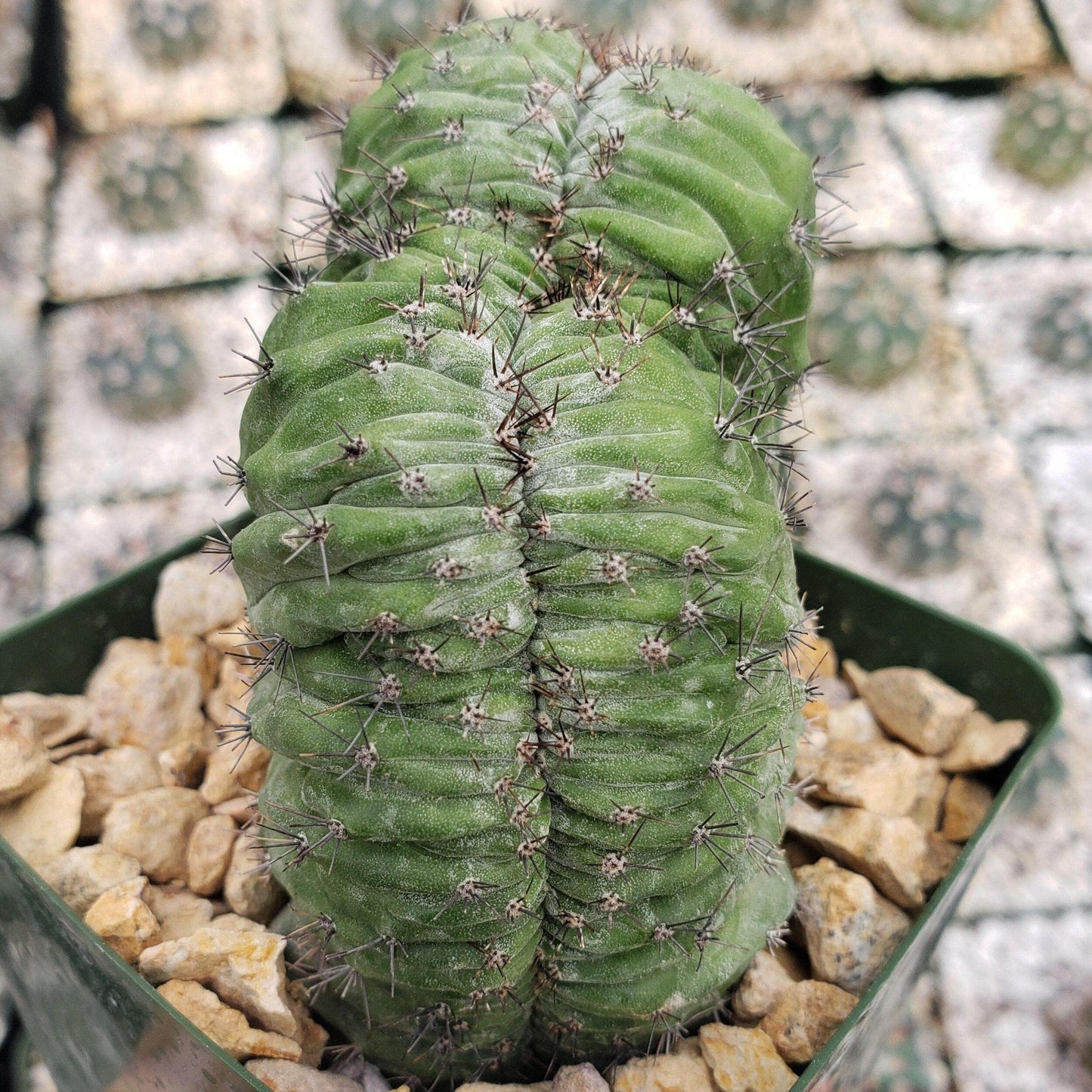 polaskia chichipe crestata Cacti Cactus Succulent Real Live Plant