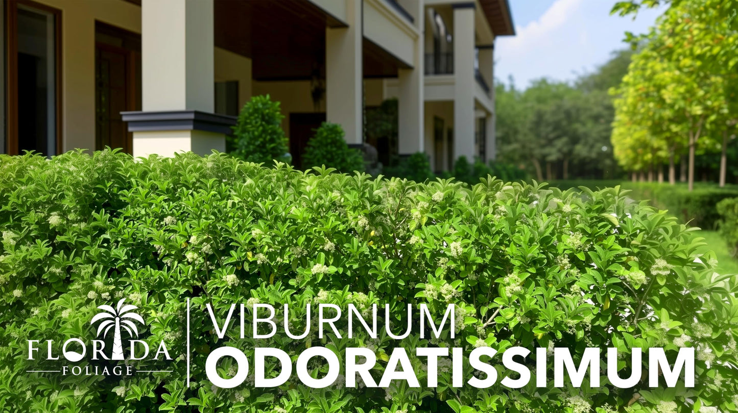 Viburnum Odoratissimum | 10 Live Plants | Viburnum odoratissimum | Fast Growing Privacy Hedge | Evergreen Screening Shrub