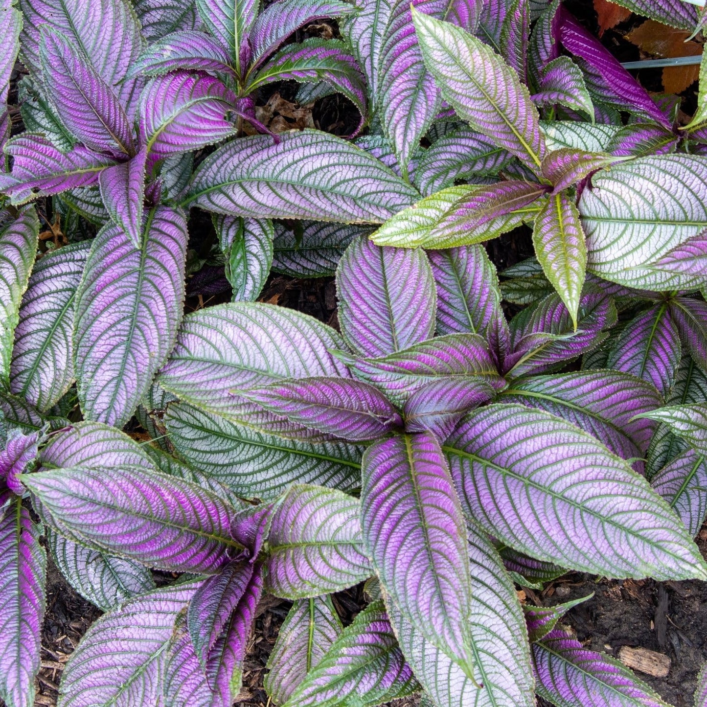 Clovers Garden Persian Shield (Strobilanthes) Plants Two (2) Live Plants – Non-GMO - Not Seeds - Each 4" to 8" Tall – in 4" Inch Pots - Exotic Foliage, Low Maintenance