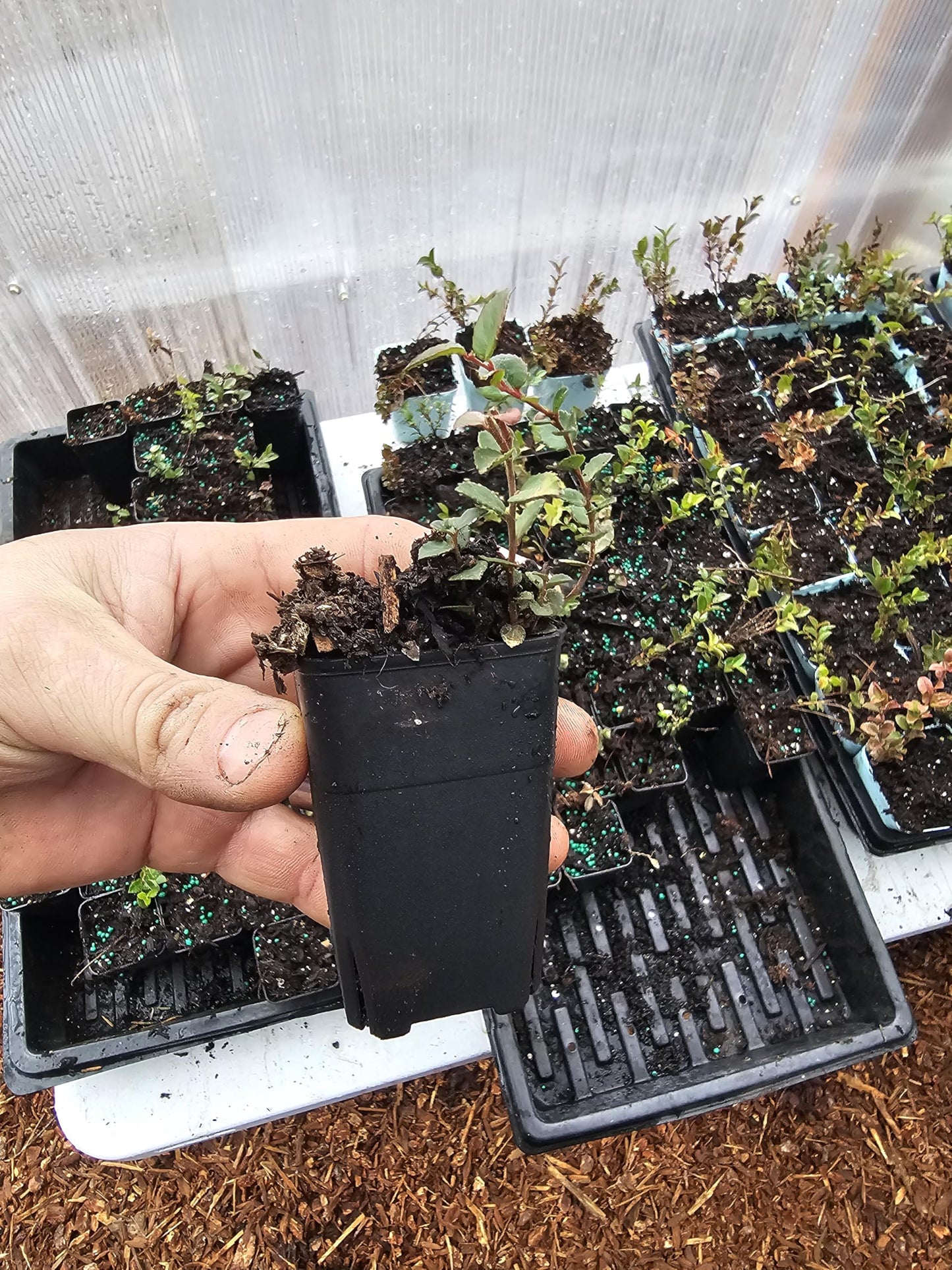 3 Tiny Live Wild Huckleberry Plants, 1.5" pots