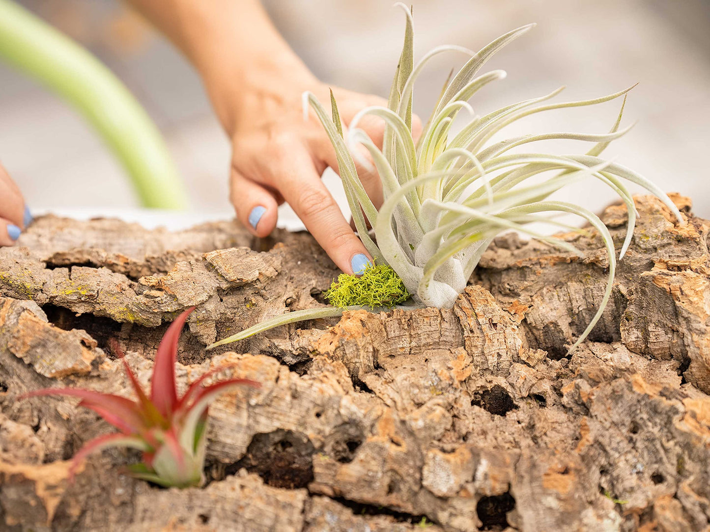 Large Natural Cork Bark DIY Kit with Five Assorted Air Plants, Glue and Hook - Live Tillandsia Succulent House Plant - Wholesale and Bulk - Easy Care Indoor and Outdoor Plants