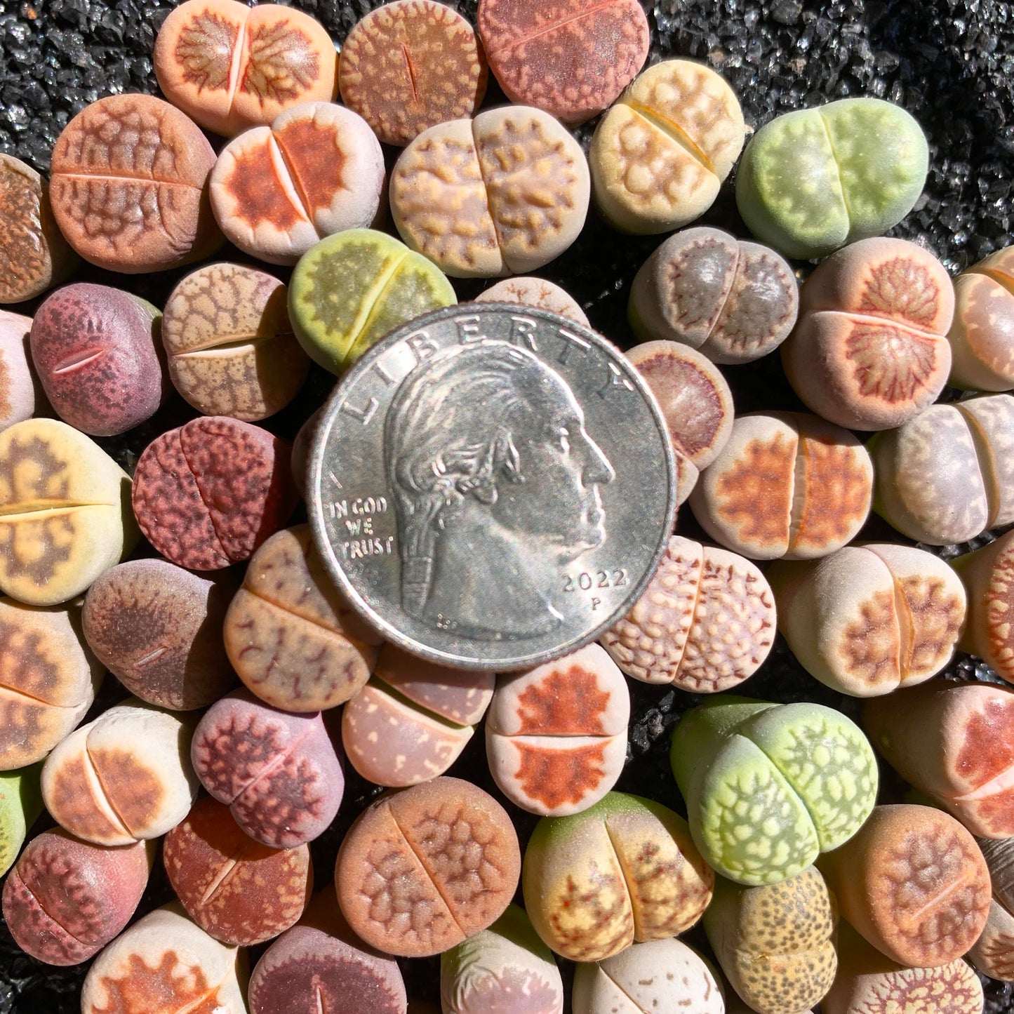 Lithops Random Mix Rare Live Succulent Plants, 30/50/100 Pcs Succulent Live Plant, Bare Root Without Pot Soil, Garden Indoor Office, Friend Plant Lovers Gifts (Normal 100pcs)