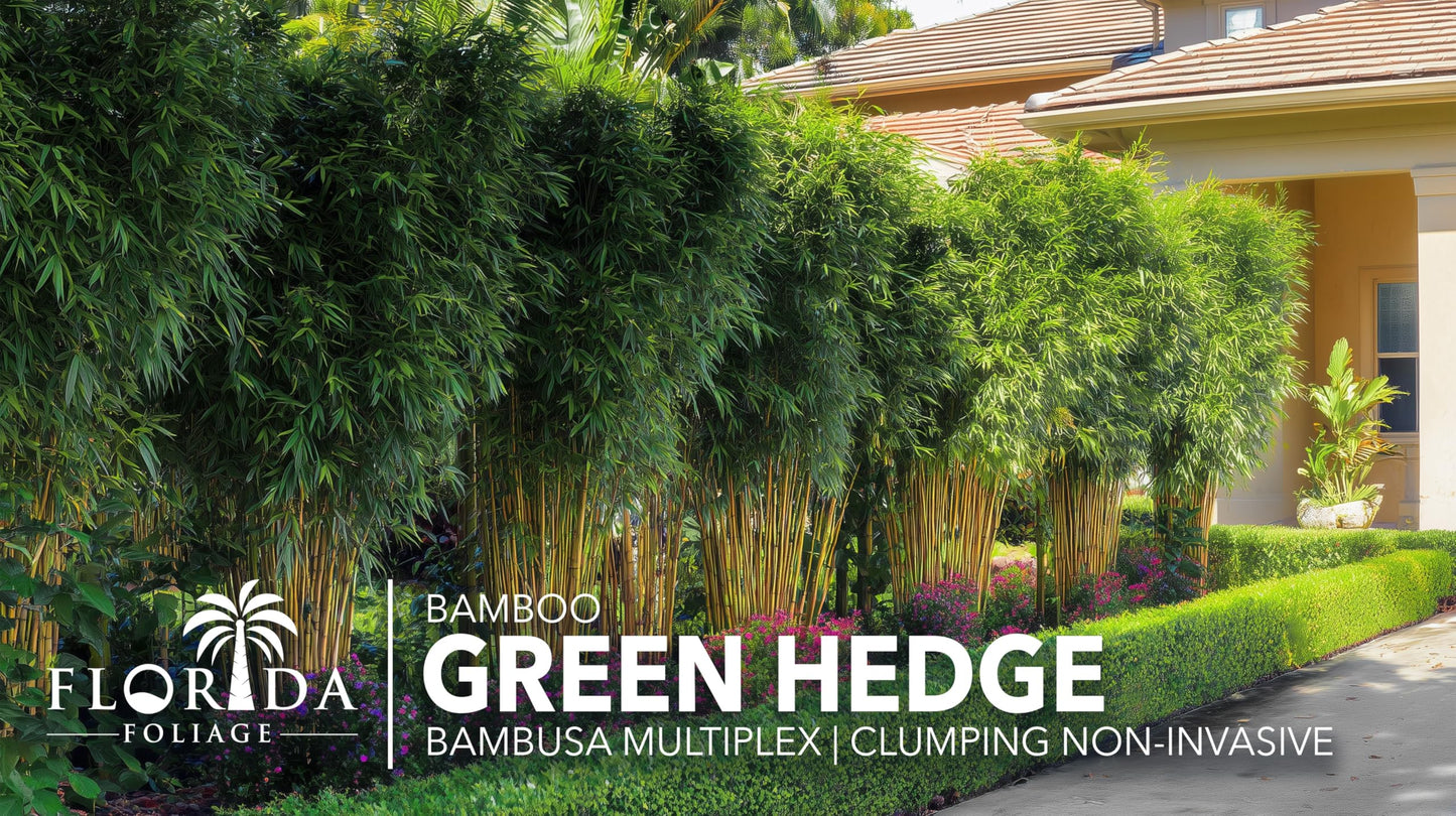 Green Hedge Bamboo | 2 Extra Large Trade 3 Gallon Plants | Bambusa multiplex | Fast Growing Privacy Screen | Clumping Bamboo for Landscapes Gardens Walkways Accent Foundation Beds Decorative Garden