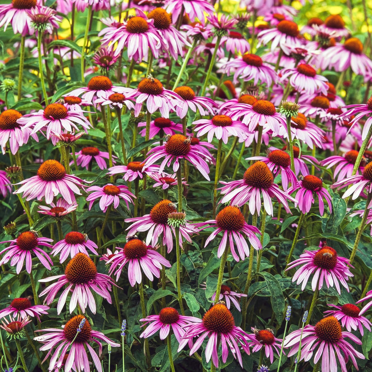 Complete Perennial Flower Bulb Garden - 25 Bulbs for 50 Days of Continuous Blooms (Summer Color from June Through October) - Easy to Grow Summer Planting Bulbs by Willard & May