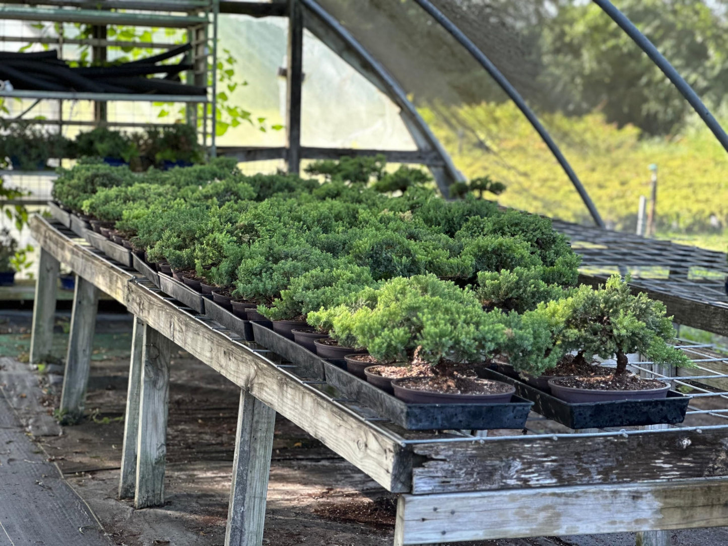 Live Dwarf Juniper Bonsai Tree | Potted in Plastic Pot | 3 Years Old | 100% Handcrafted | Outdoor Bonsai | Unique Gift for Birthday, Graduation, Anniversary